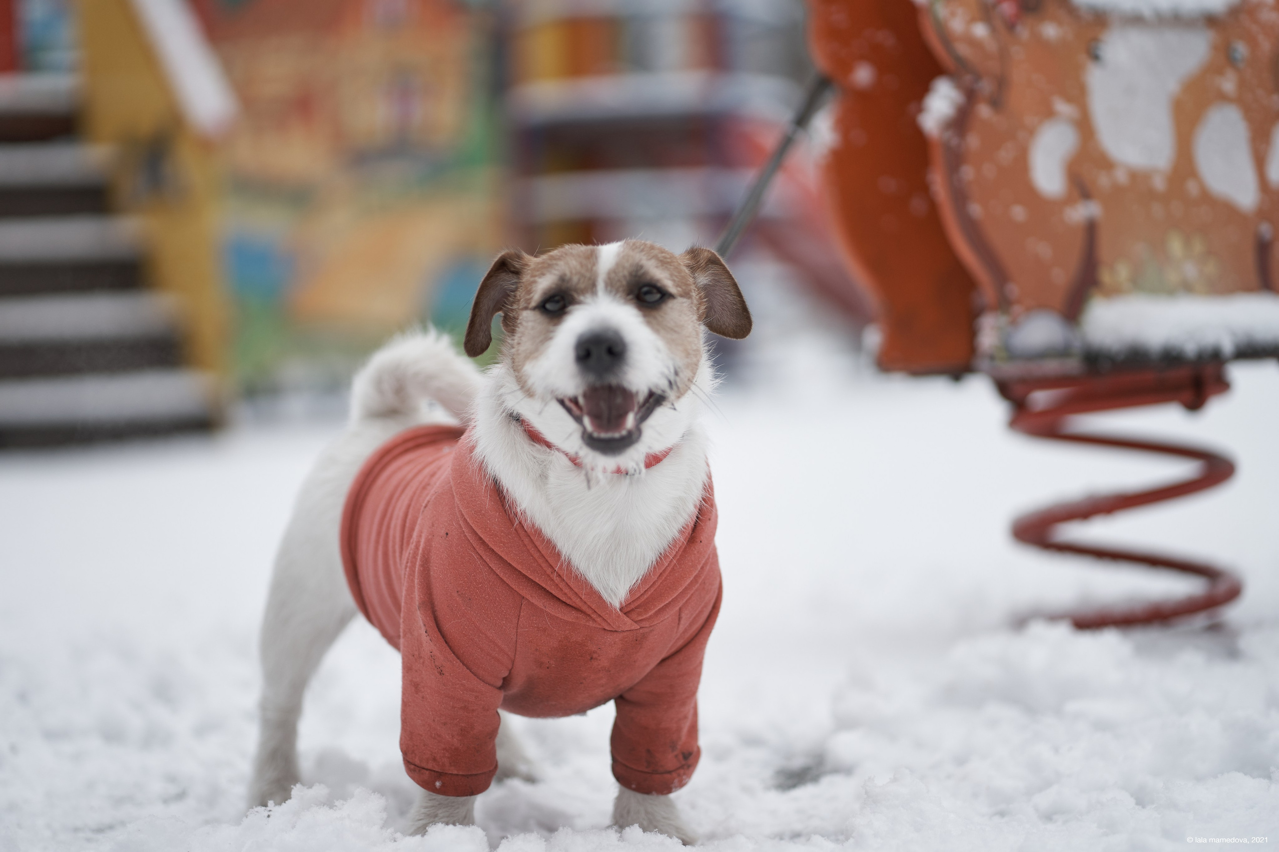 Jack Russell Terrier