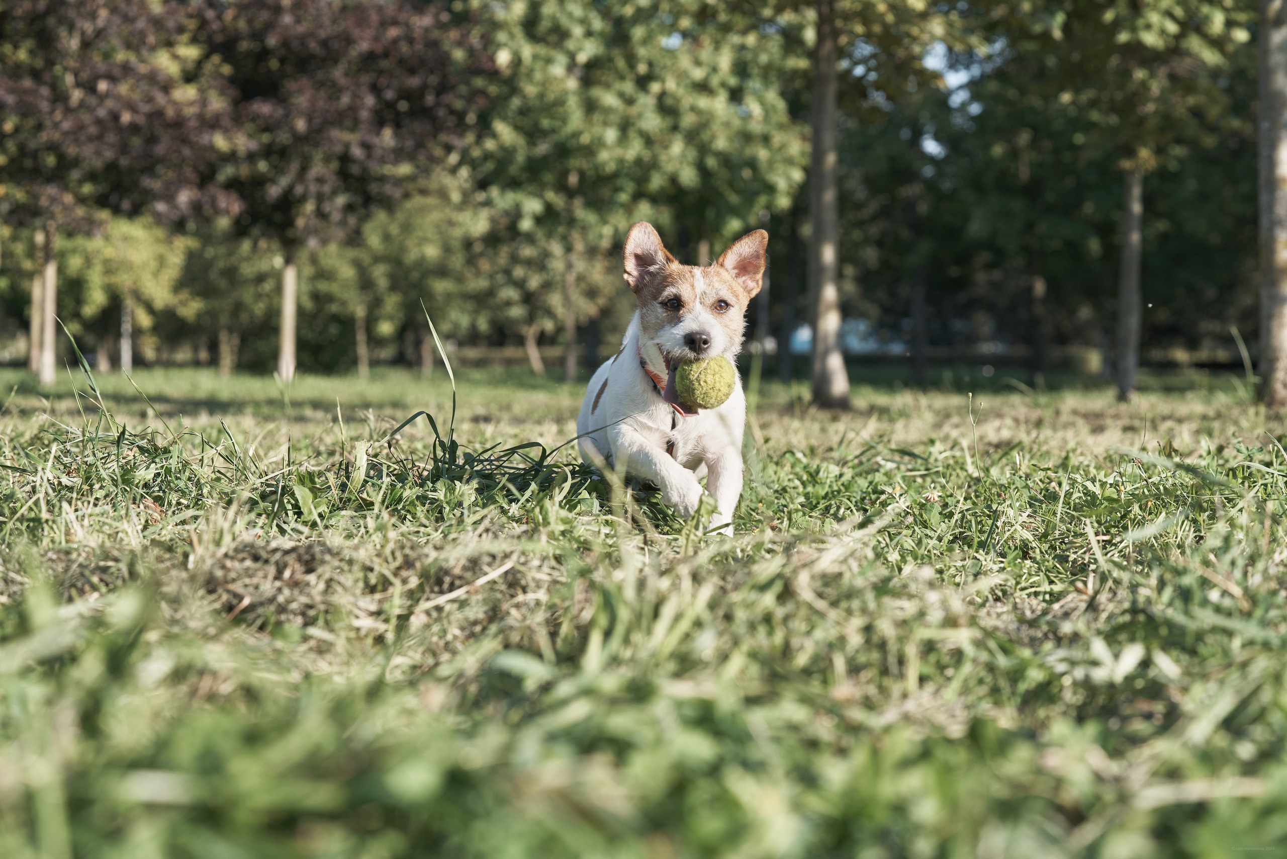 Jack Russell Terrier
