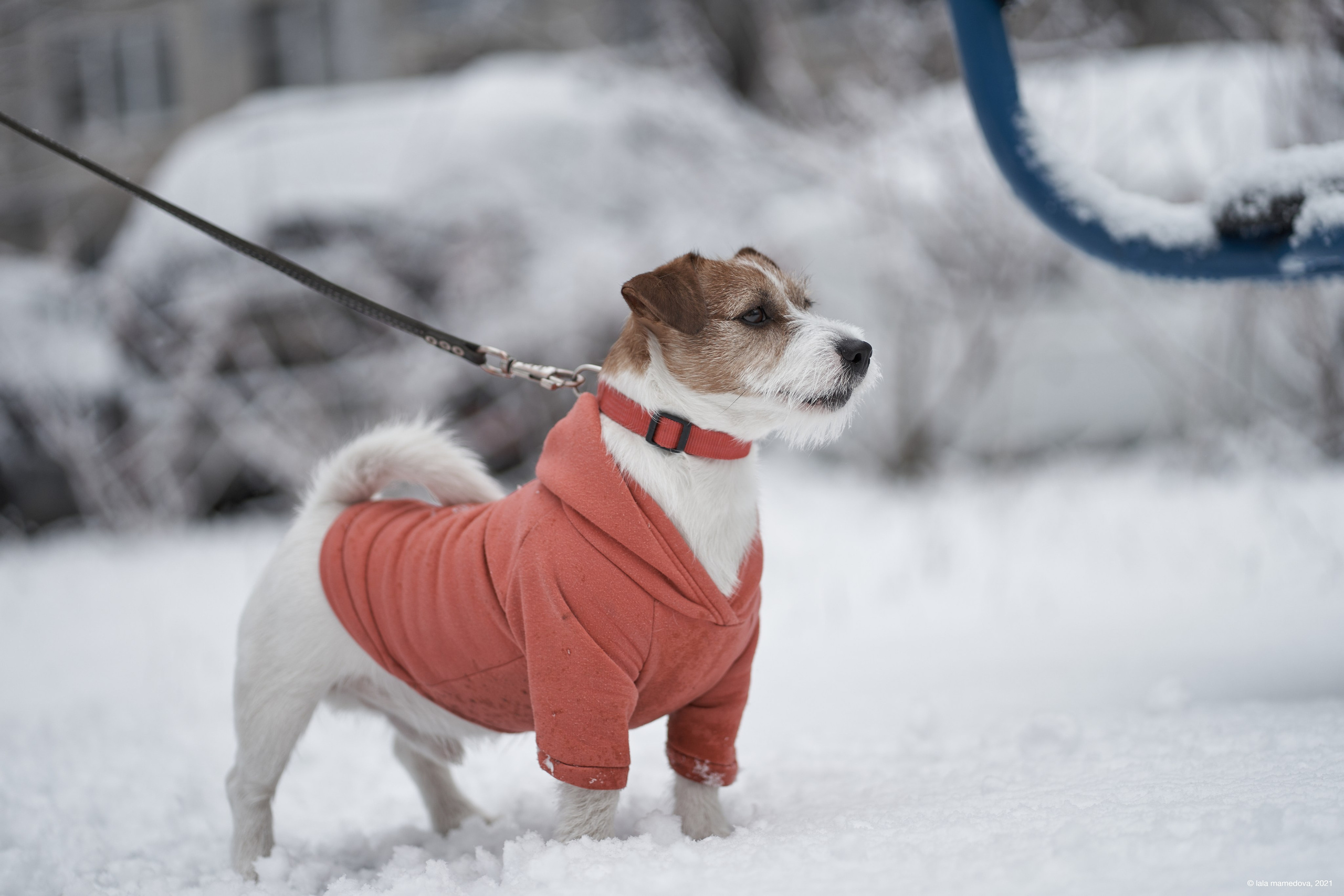Jack Russell Terrier
