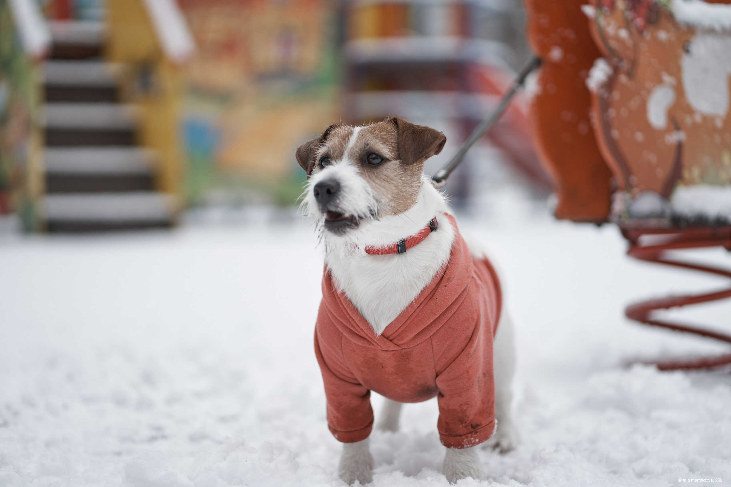 Jack Russell Terrier
