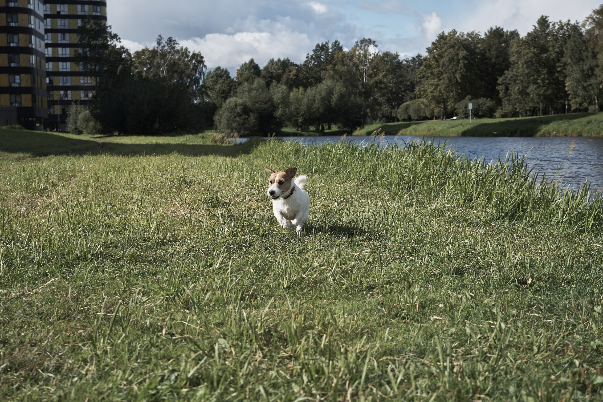 Jack Russell Terrier