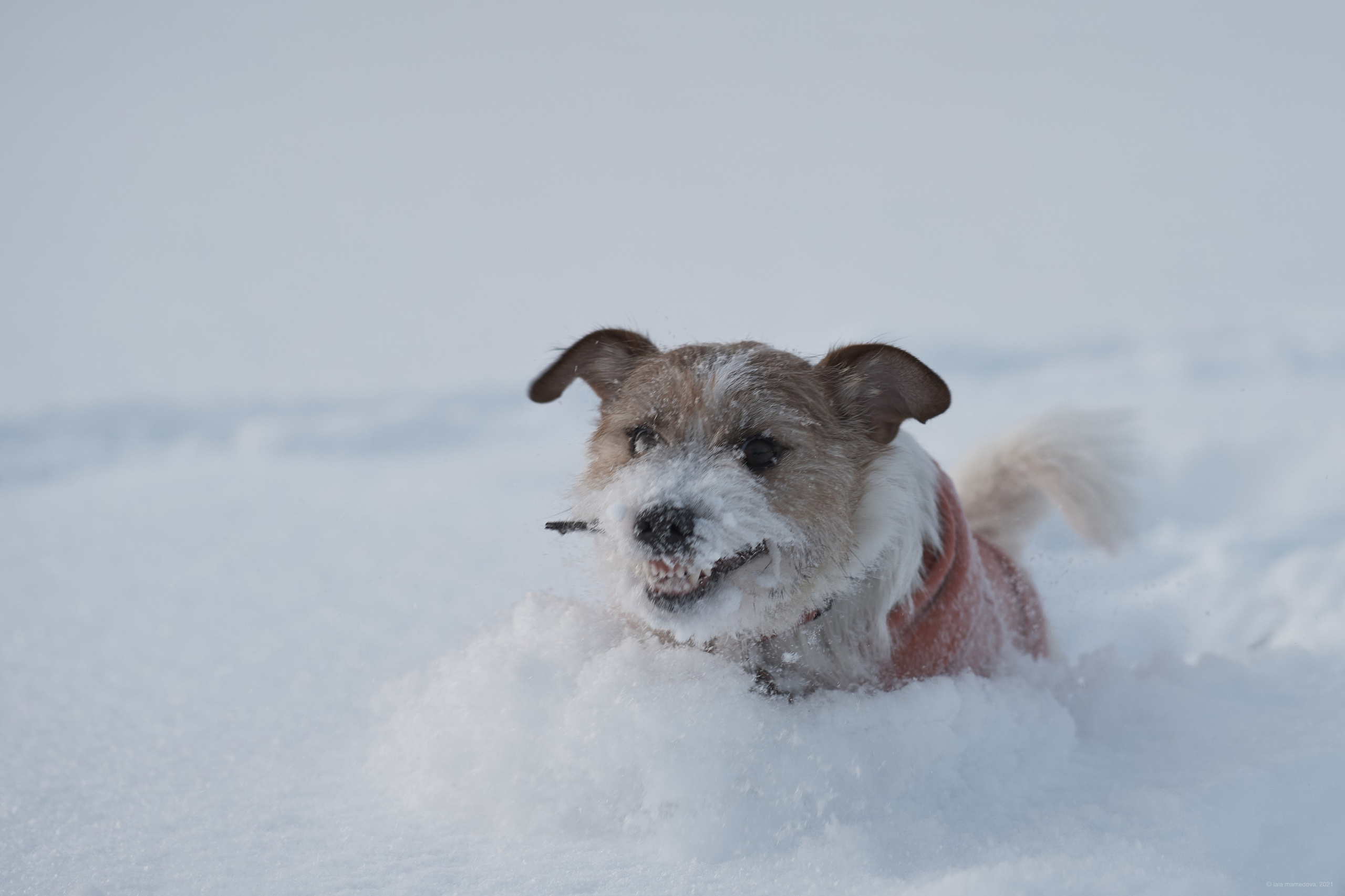 Jack Russell Terrier