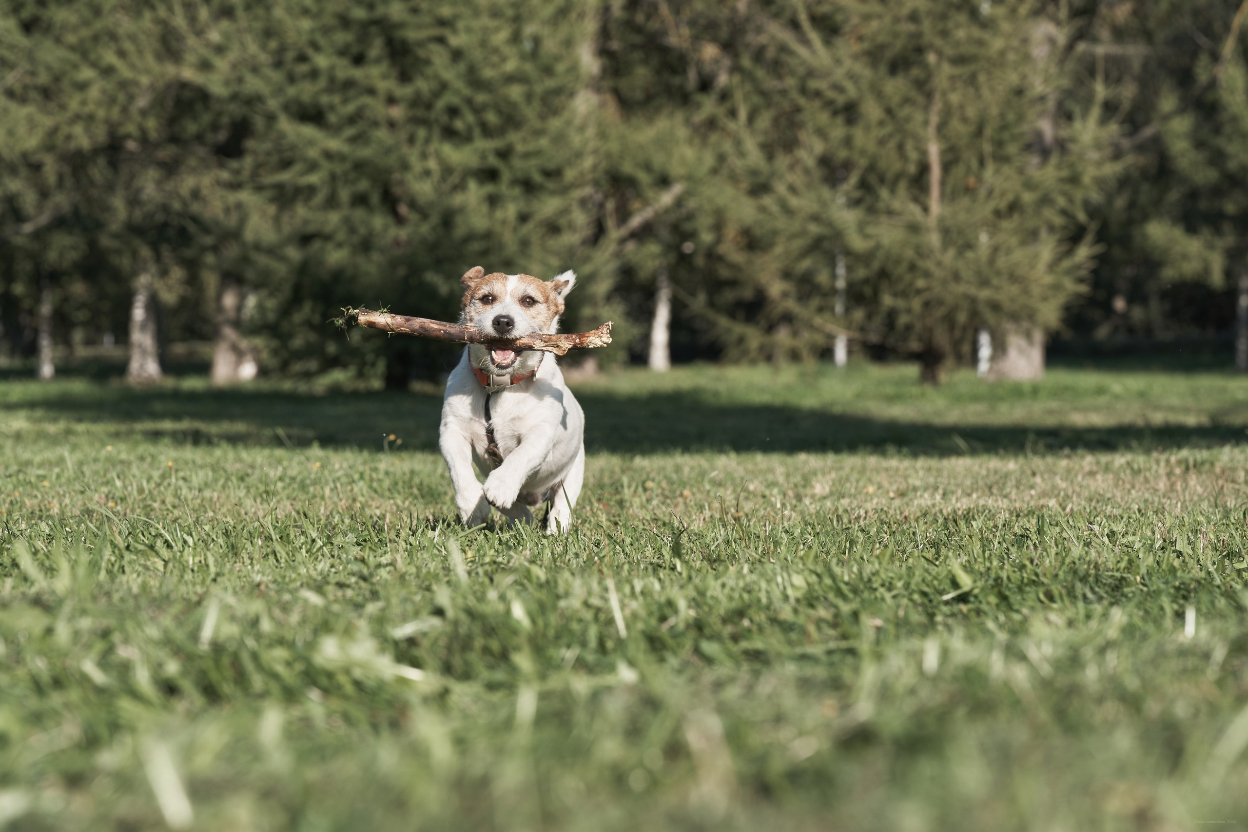Jack Russell Terrier