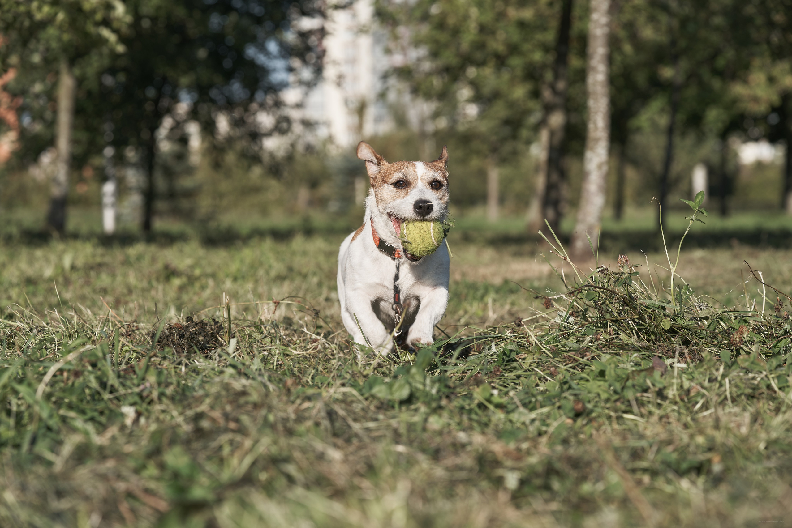 Jack Russell Terrier