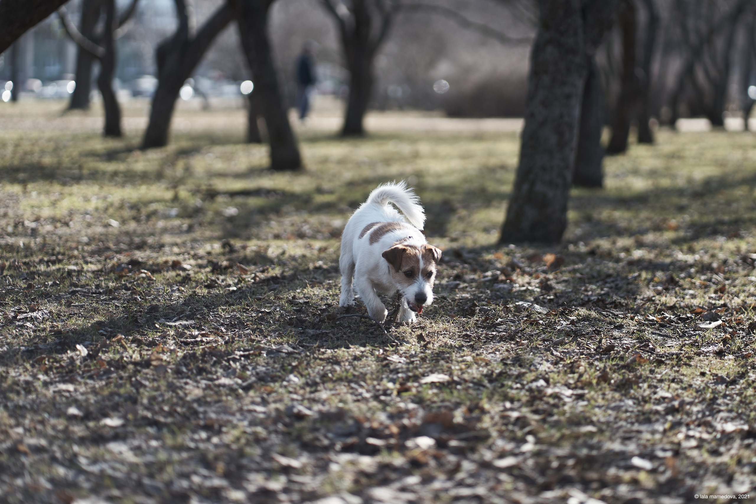 Jack Russell Terrier