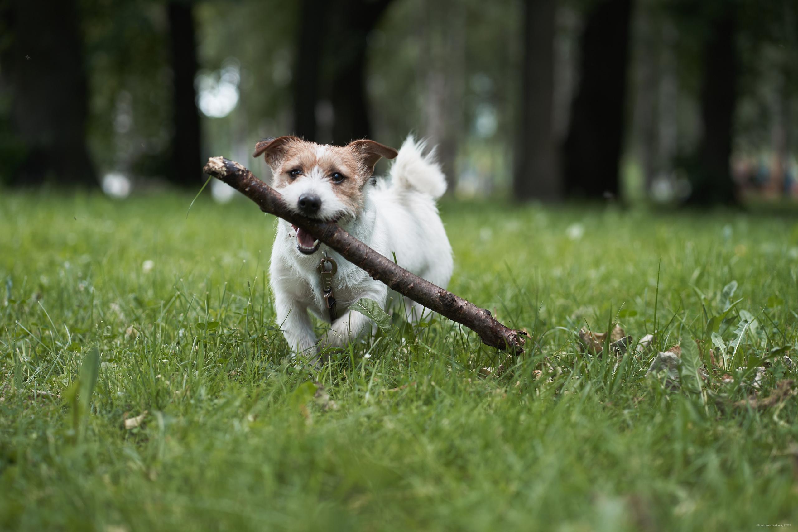 Jack Russell Terrier