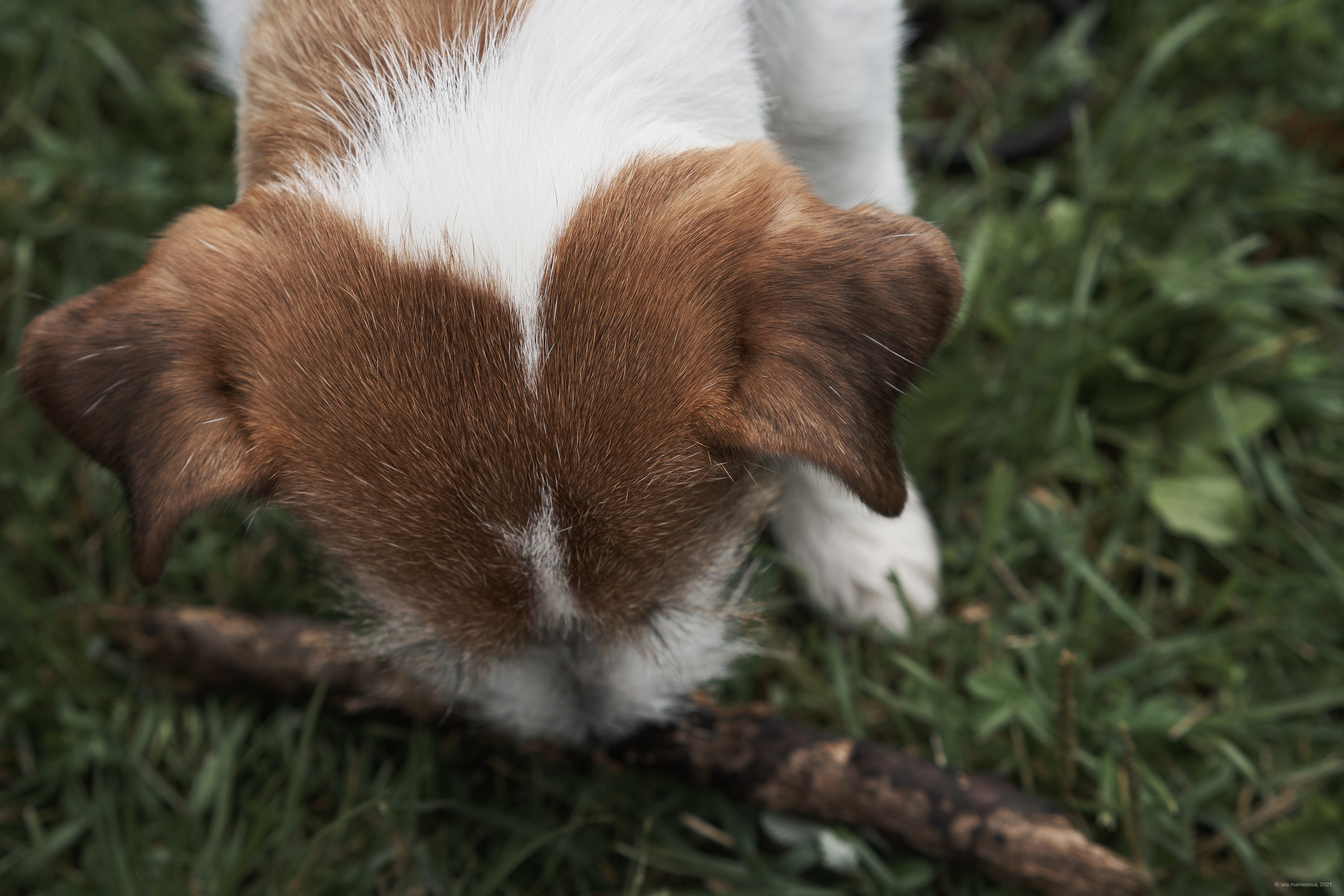 Jack Russell Terrier