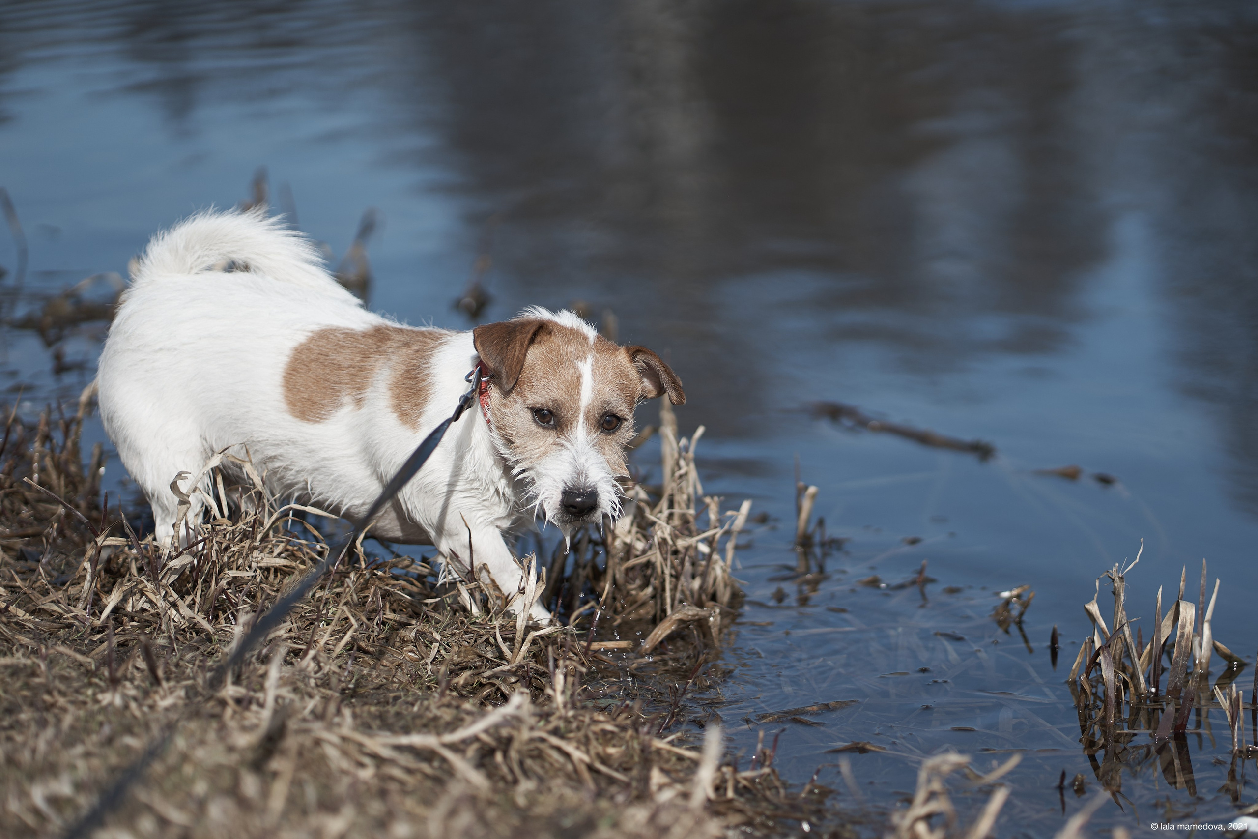 Jack Russell Terrier