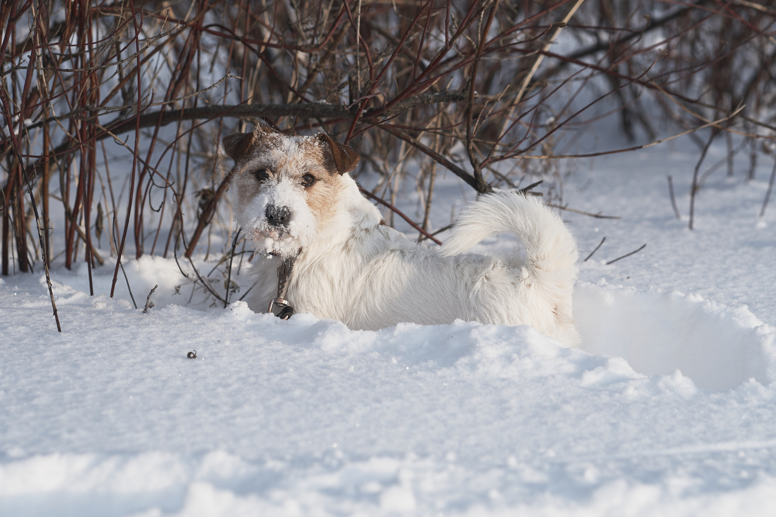 Jack Russell Terrier