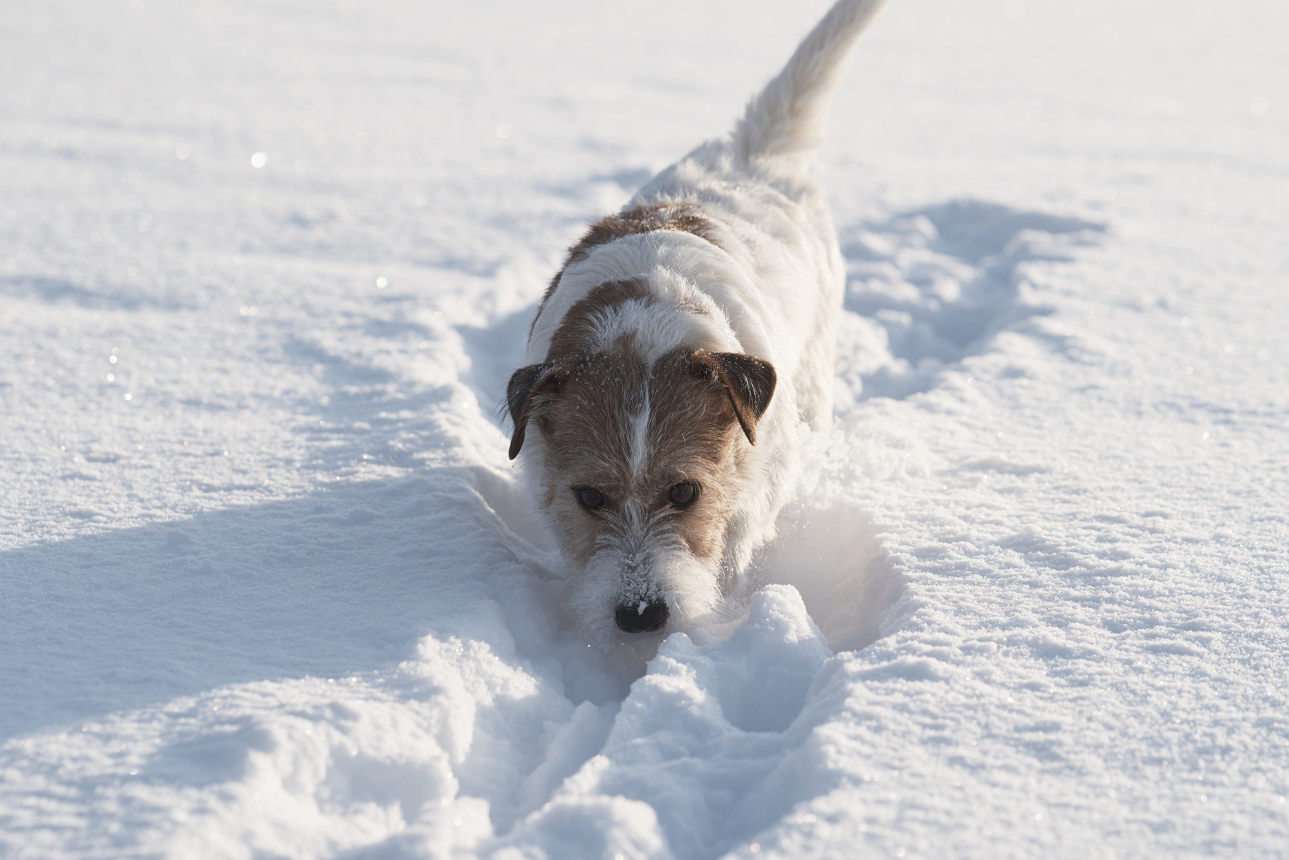Jack Russell Terrier