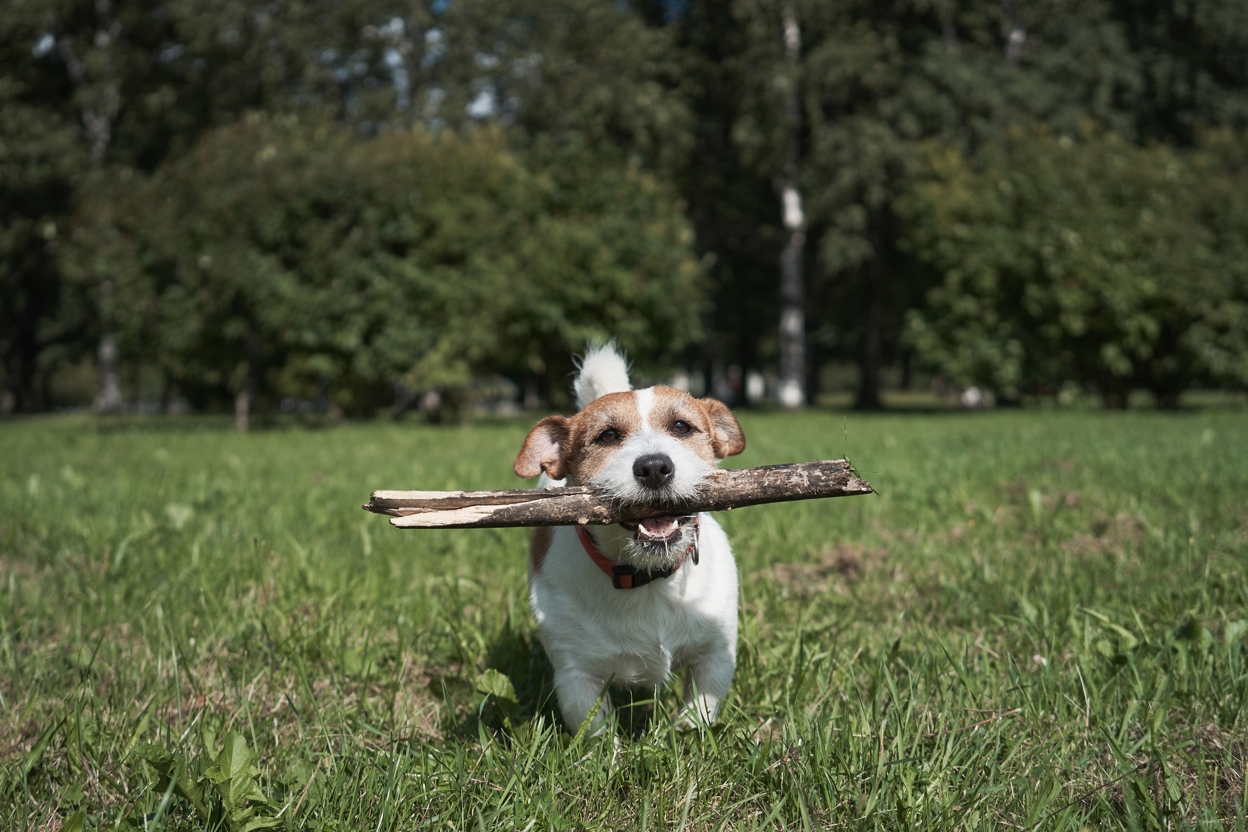 Jack Russell Terrier