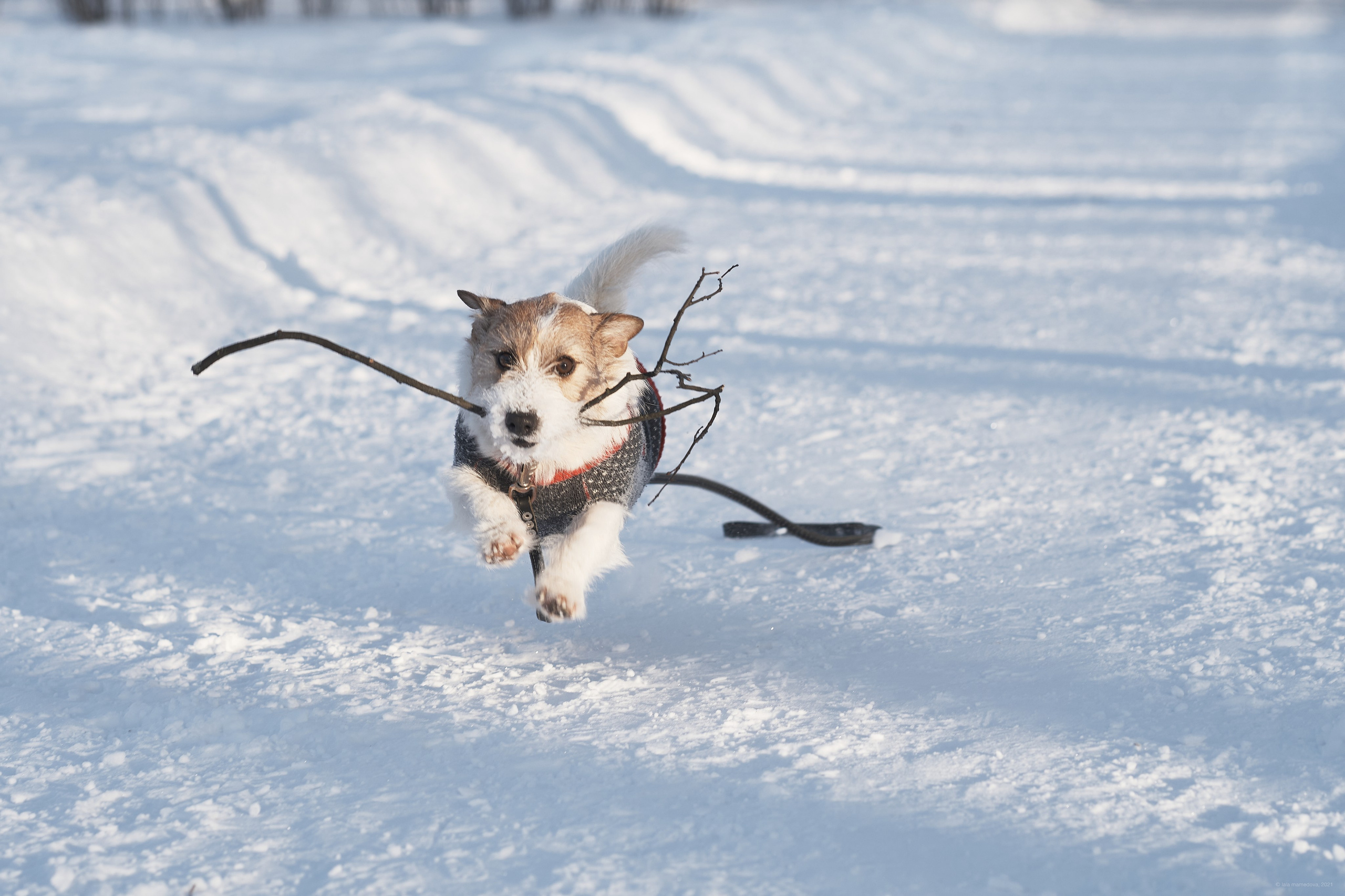 Jack Russell Terrier