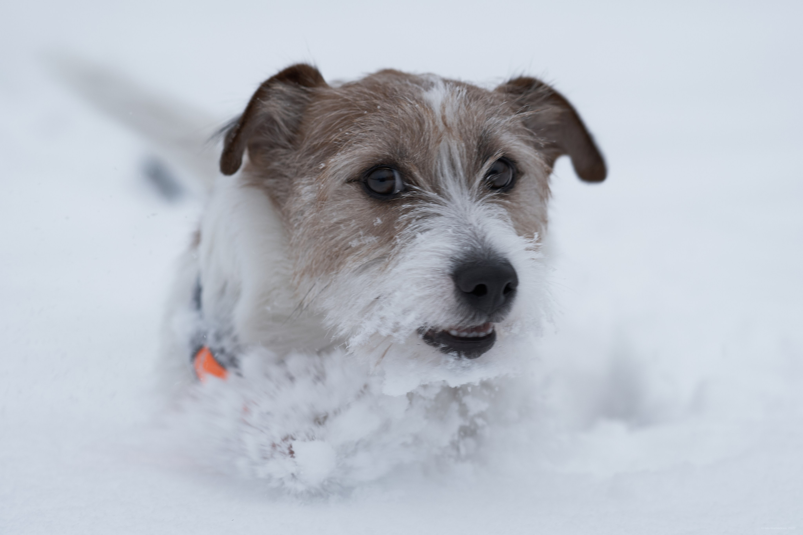 Jack Russell Terrier