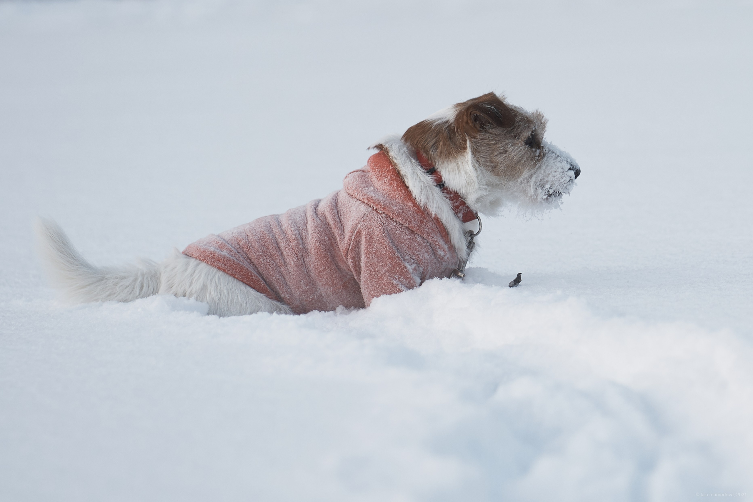 Jack Russell Terrier