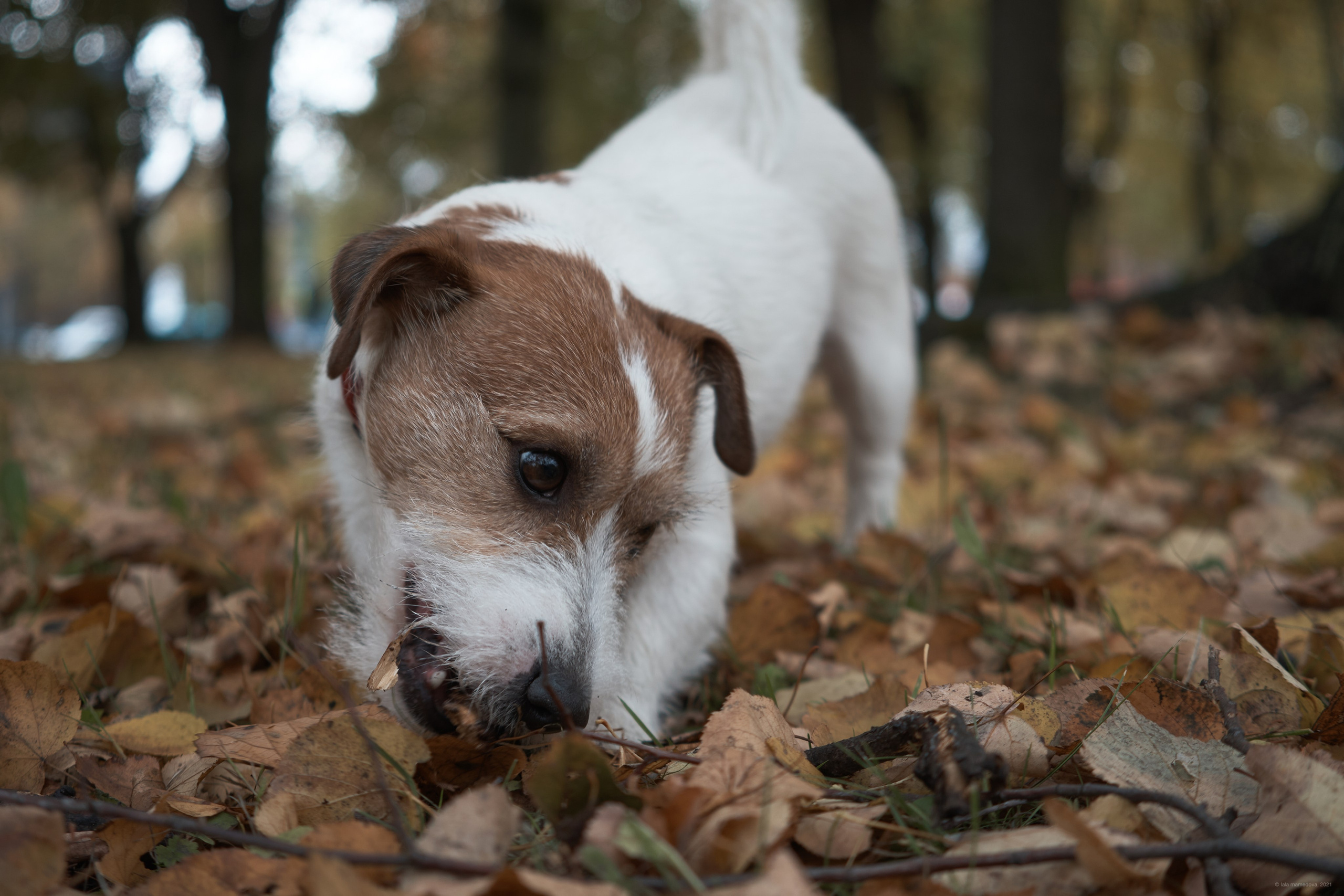 Jack Russell Terrier