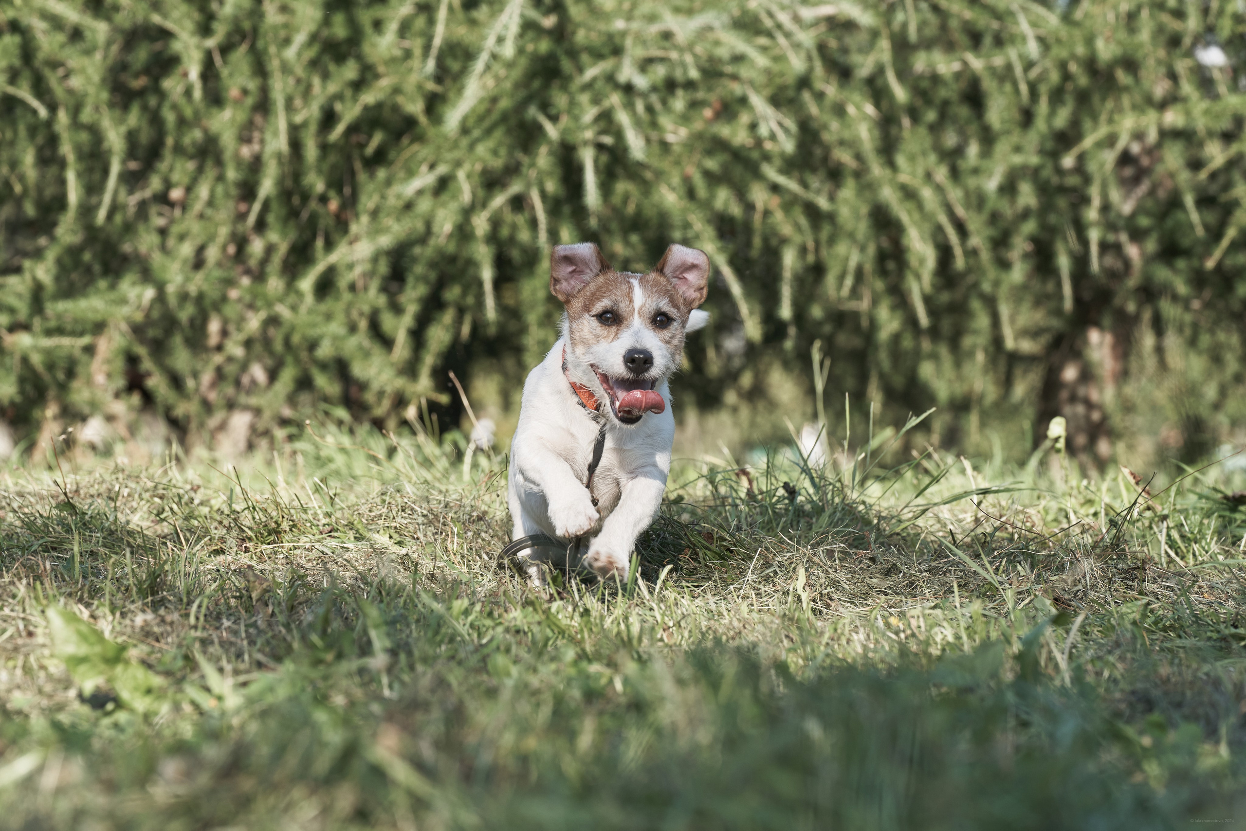 Jack Russell Terrier