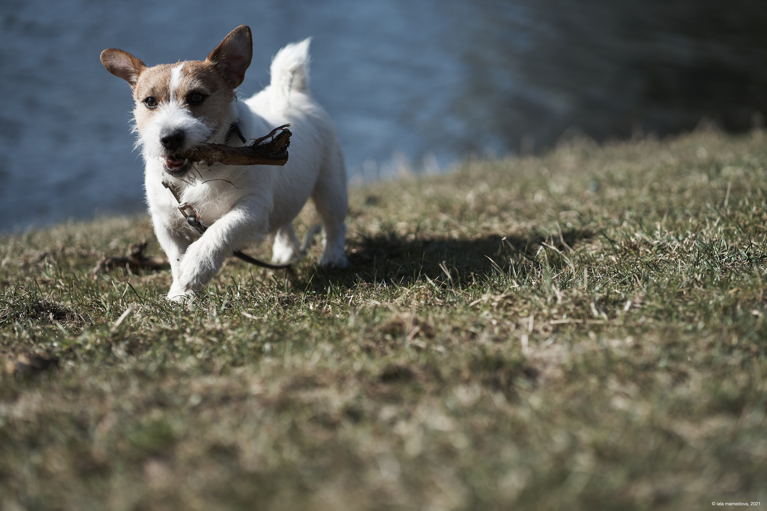 Jack Russell Terrier