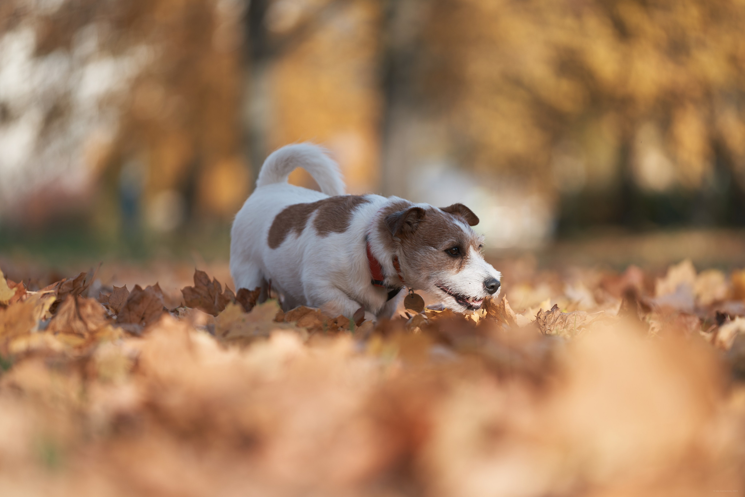 Jack Russell Terrier