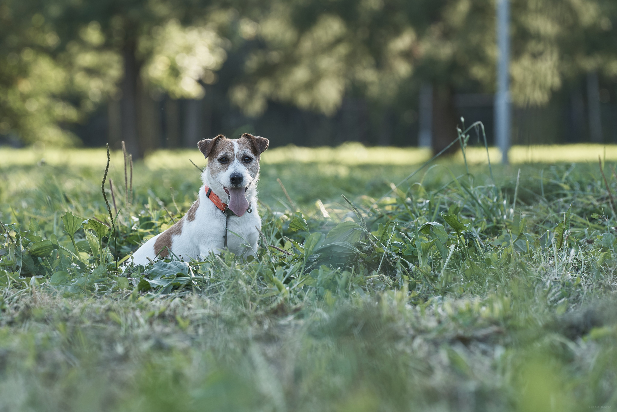 Jack Russell Terrier