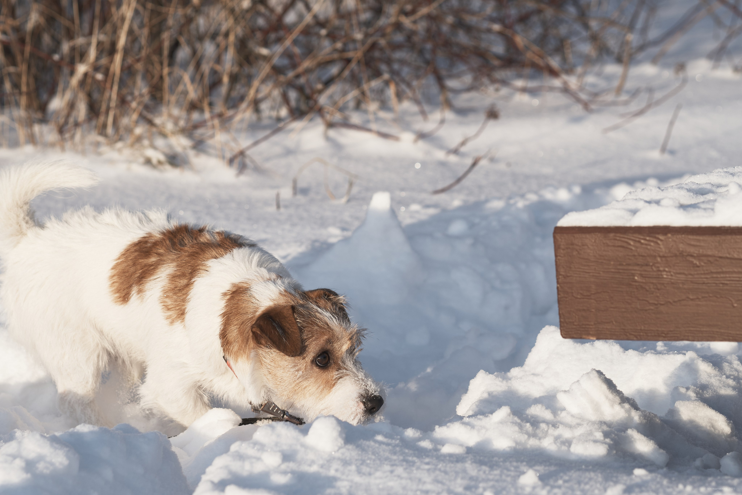 Jack Russell Terrier