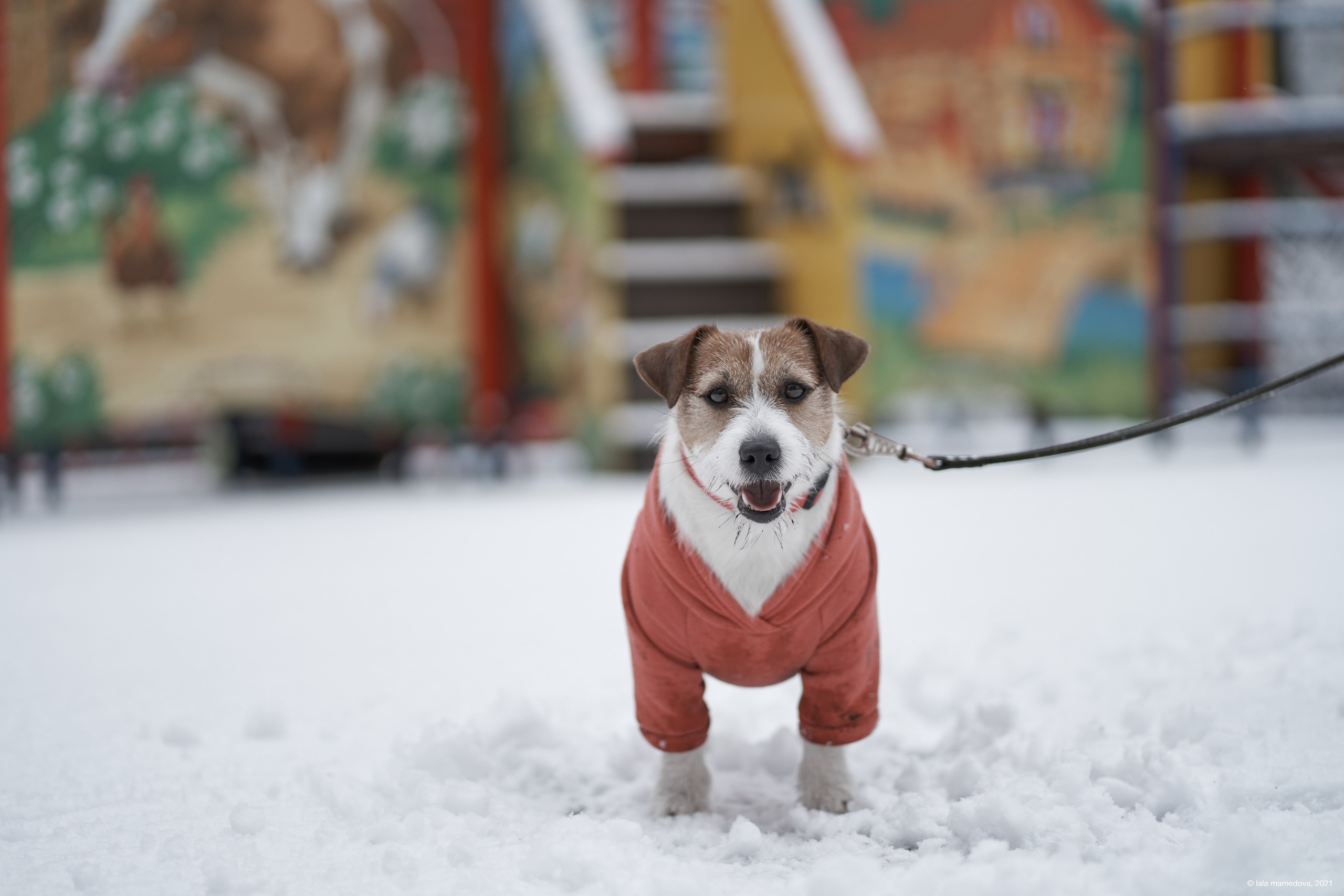 Jack Russell Terrier