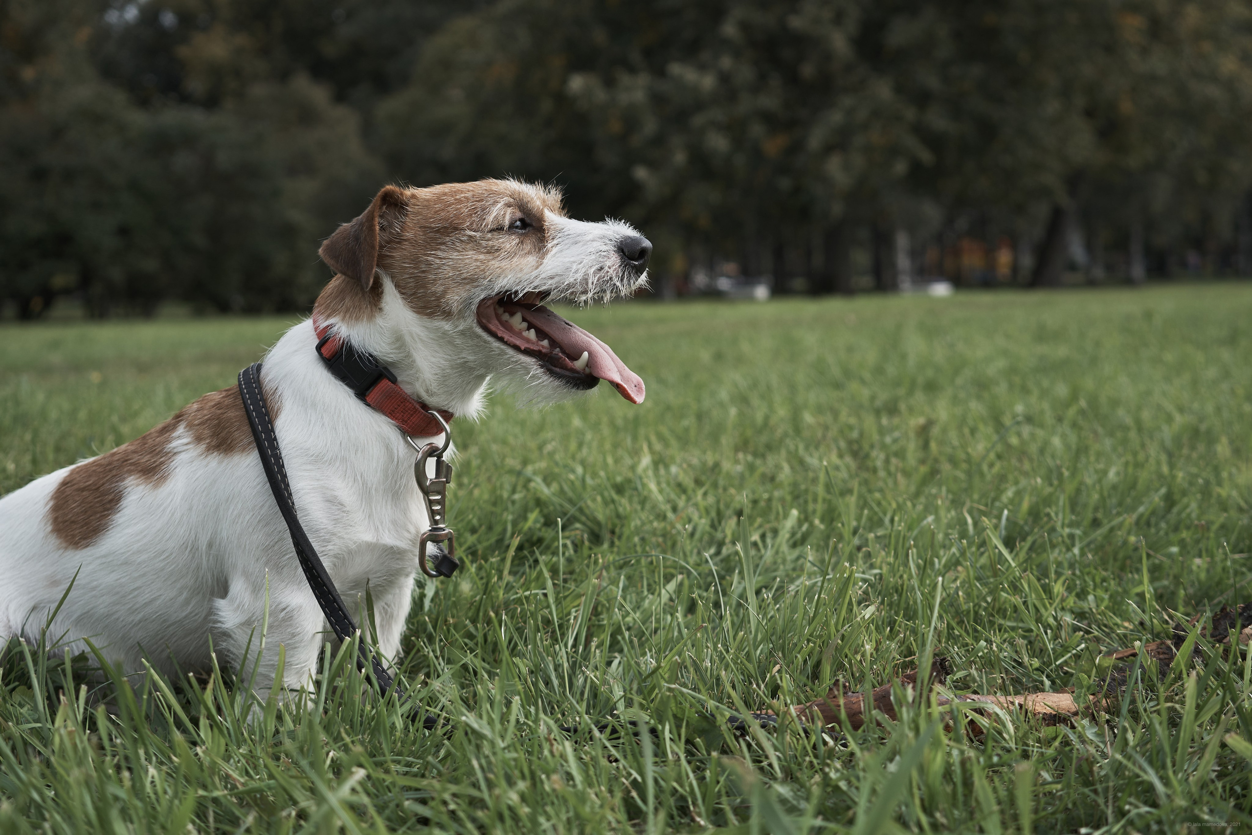 Jack Russell Terrier