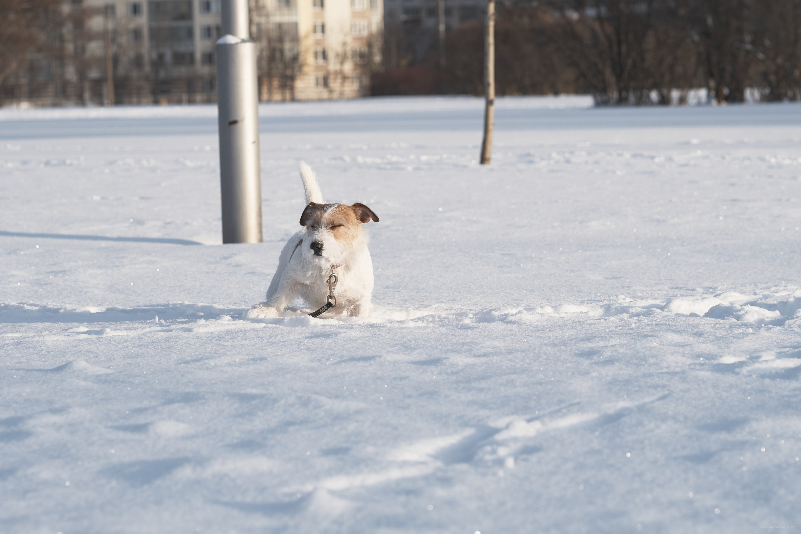 Jack Russell Terrier