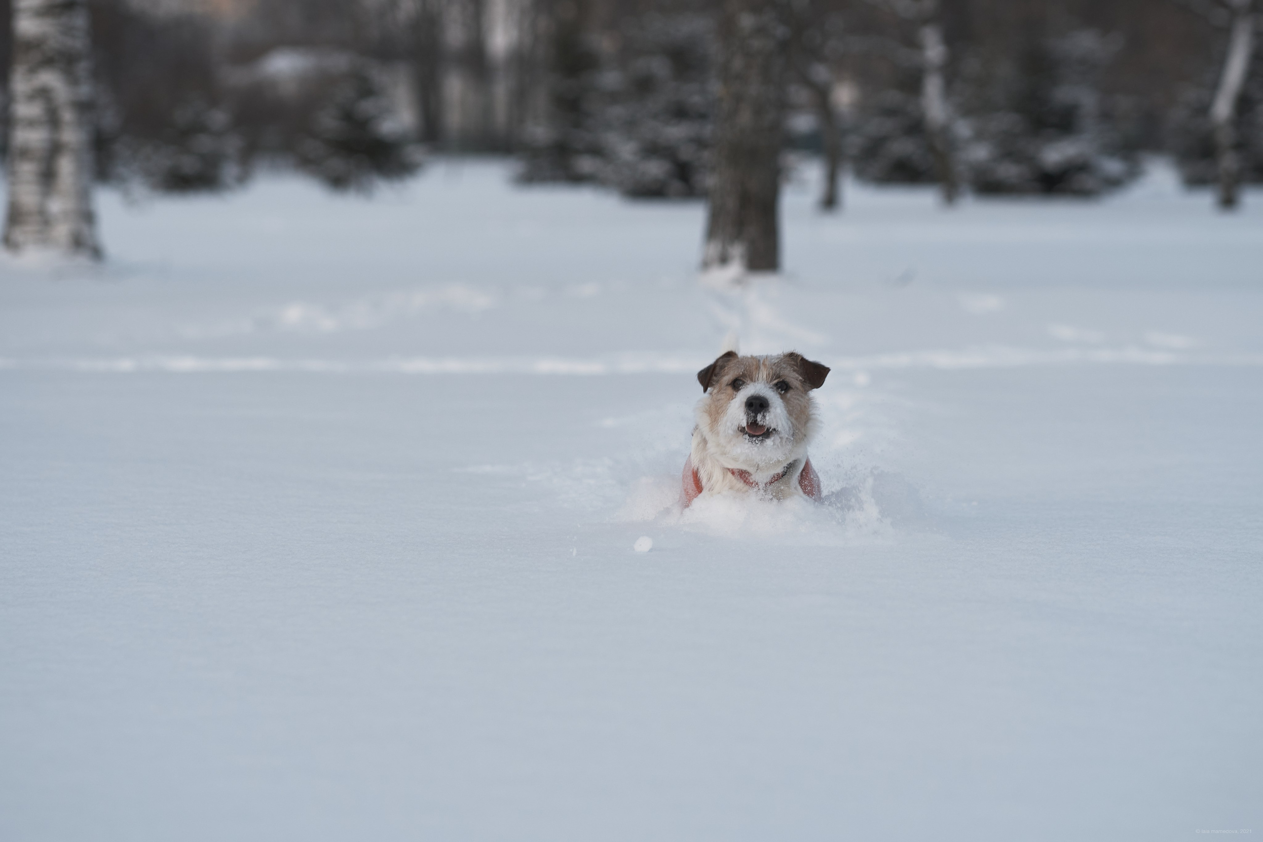 Jack Russell Terrier