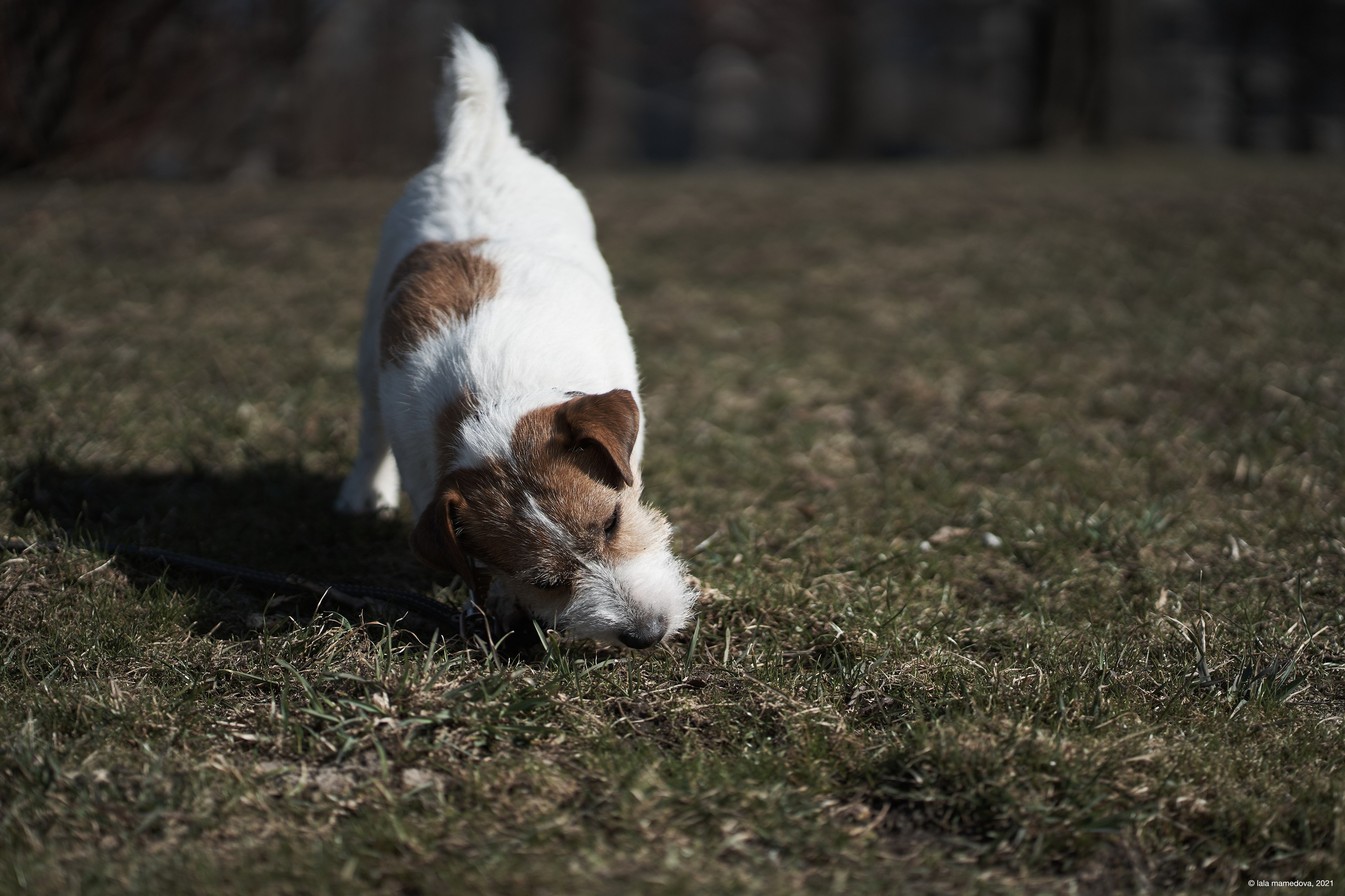 Jack Russell Terrier