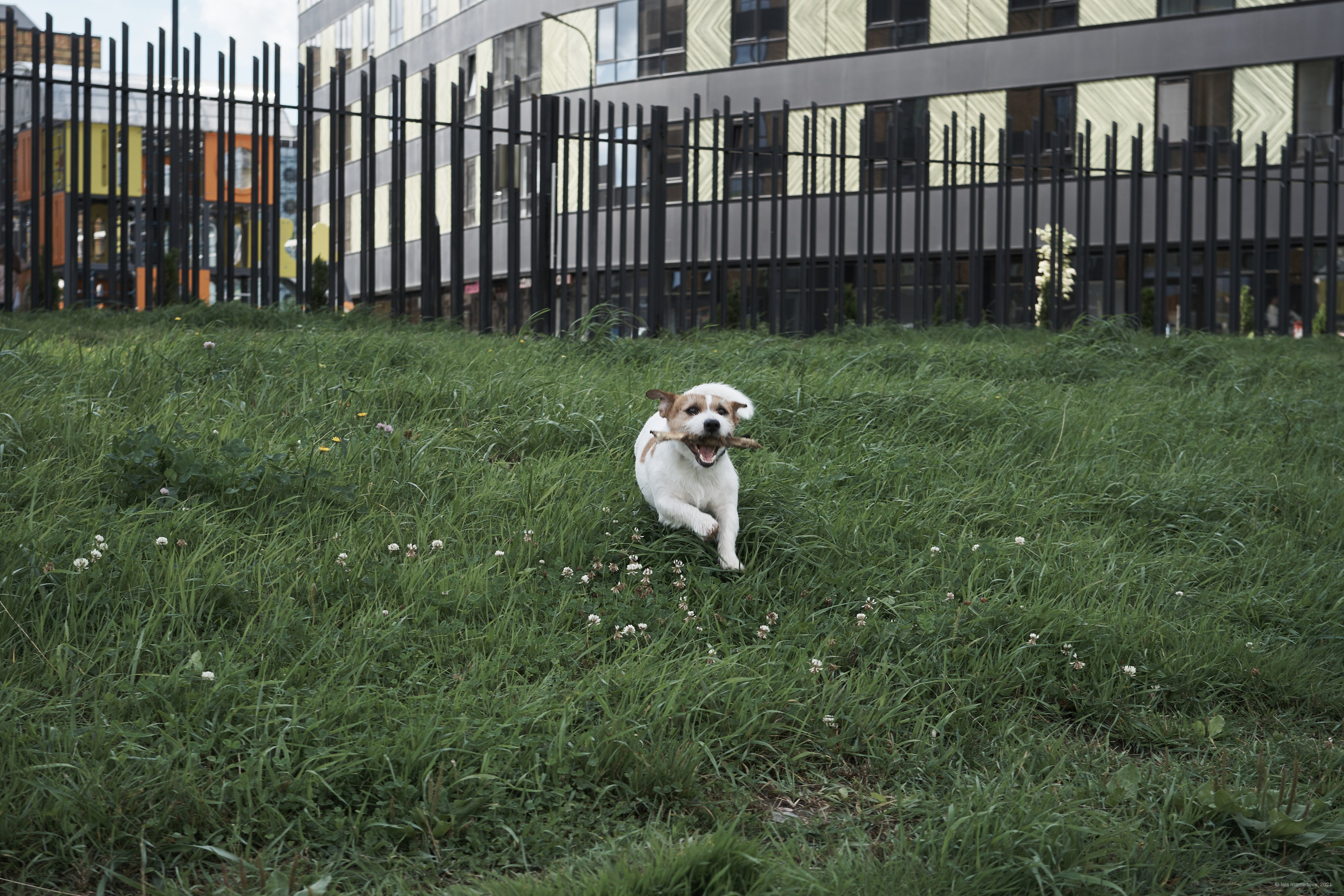 Jack Russell Terrier