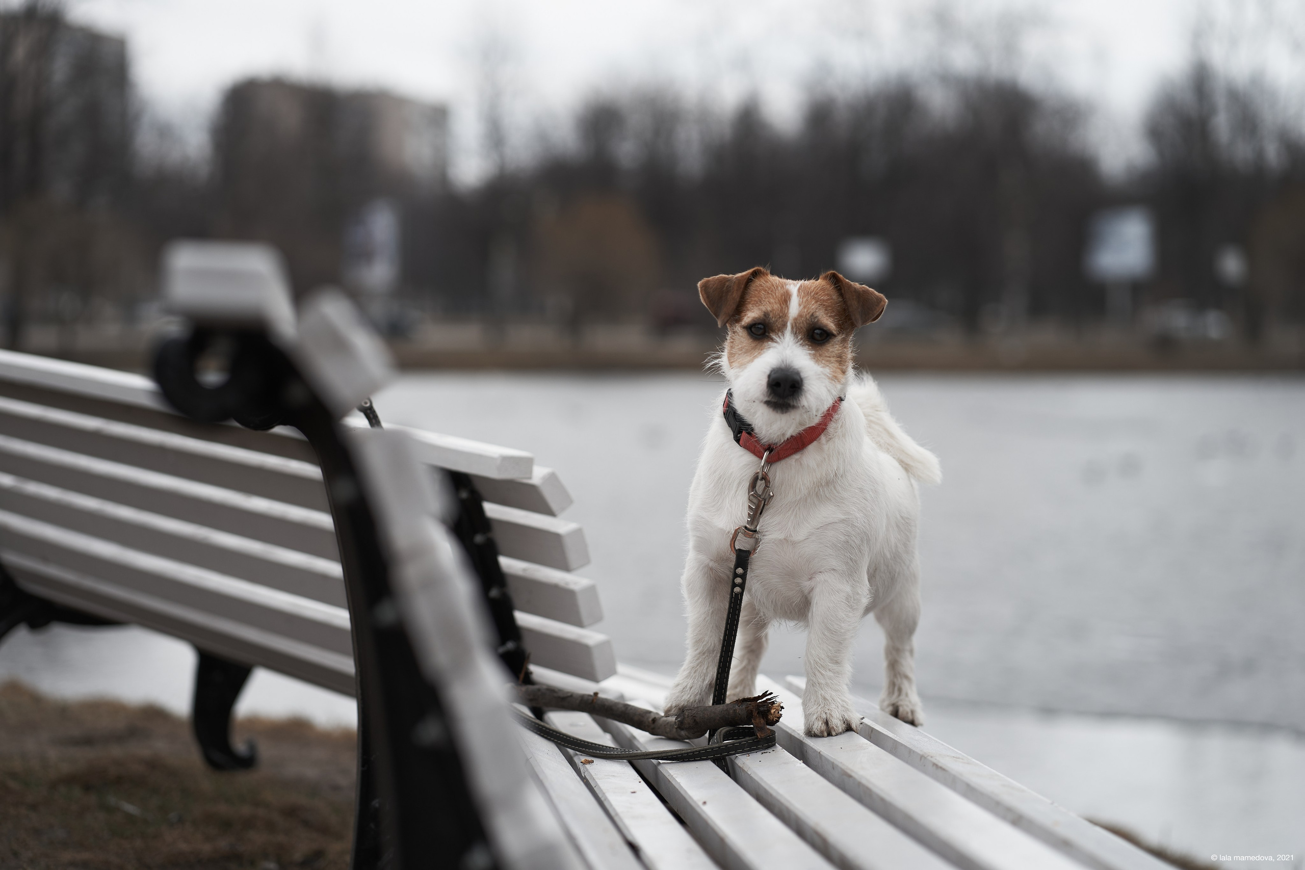 Jack Russell Terrier