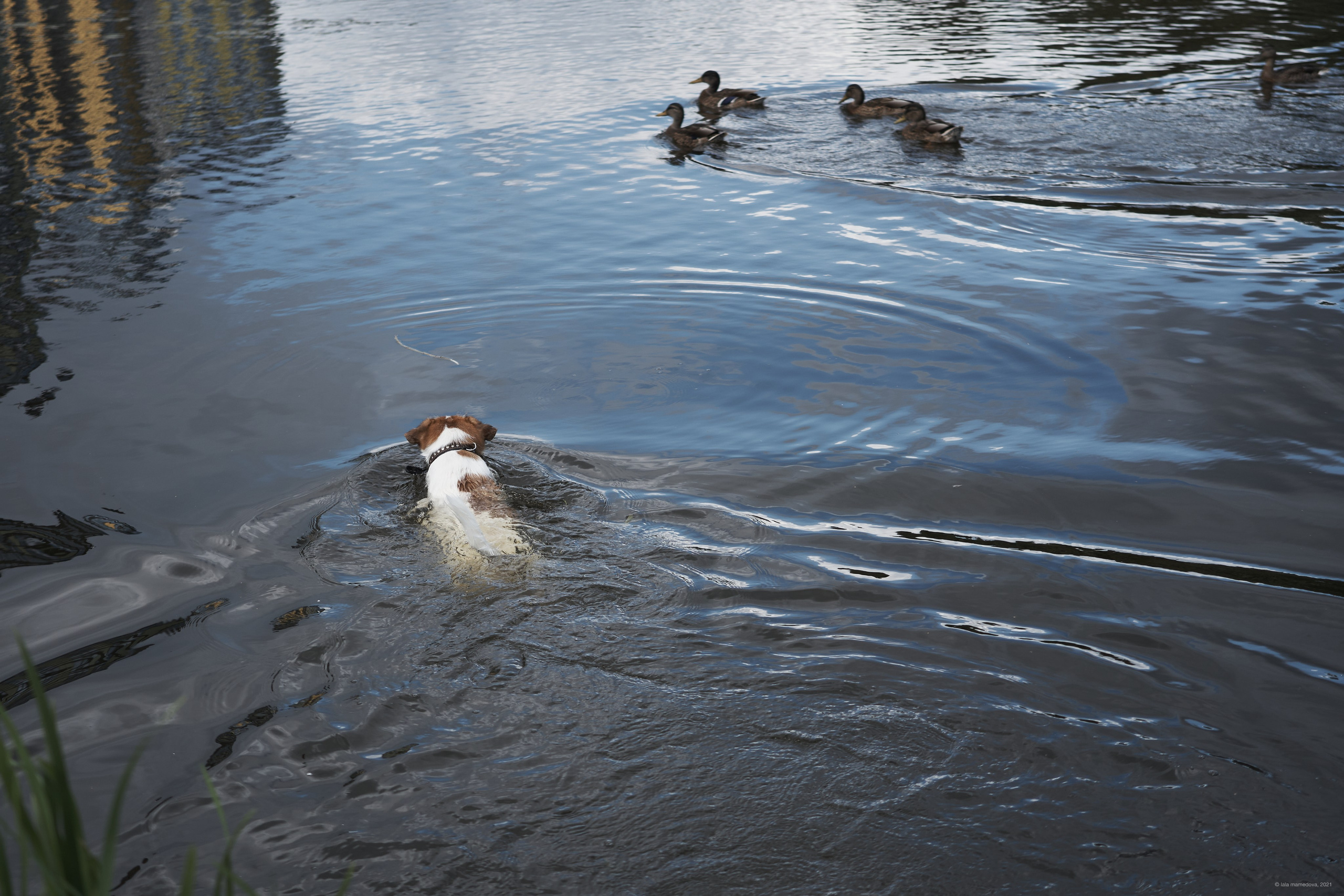 Jack Russell Terrier