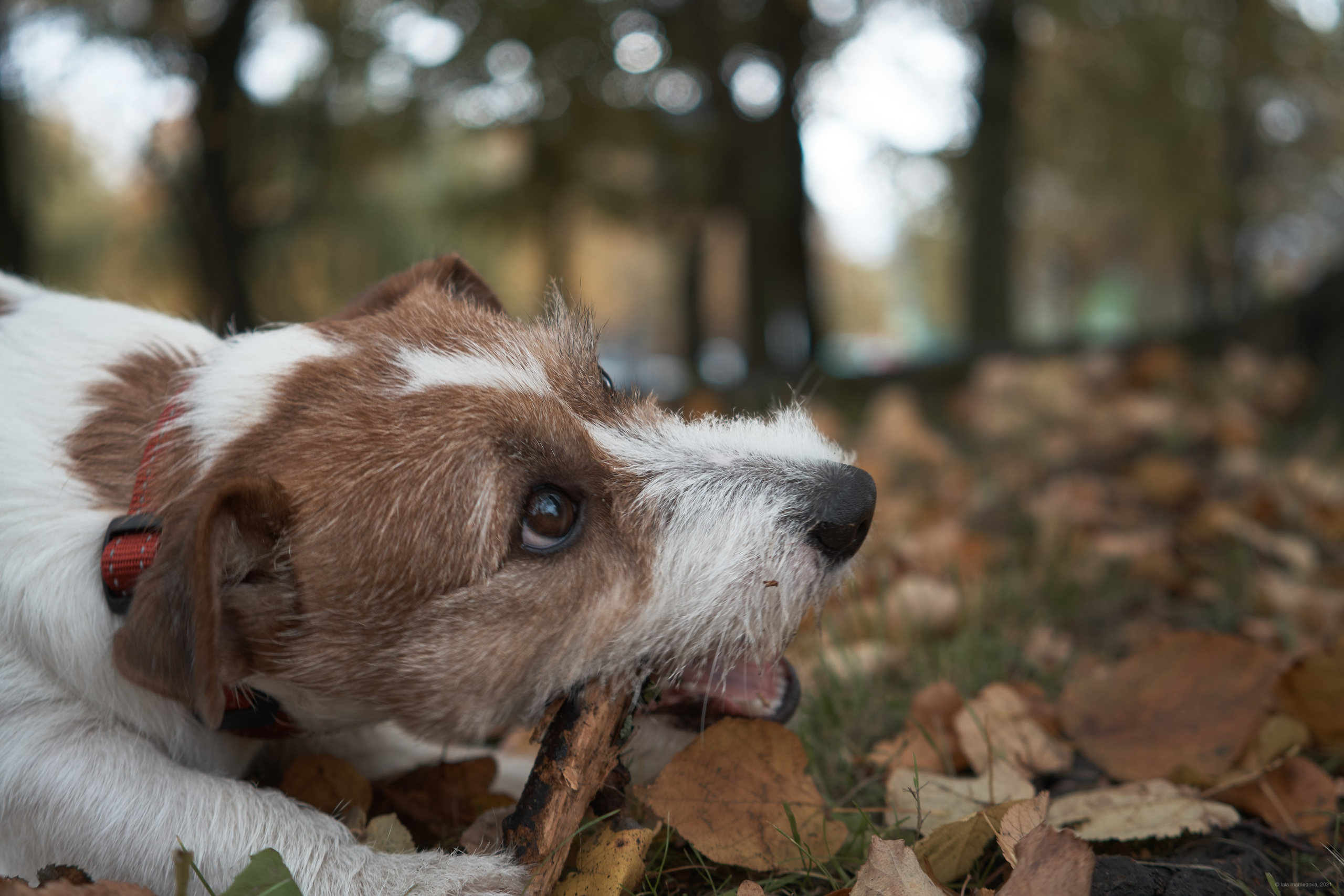 Jack Russell Terrier