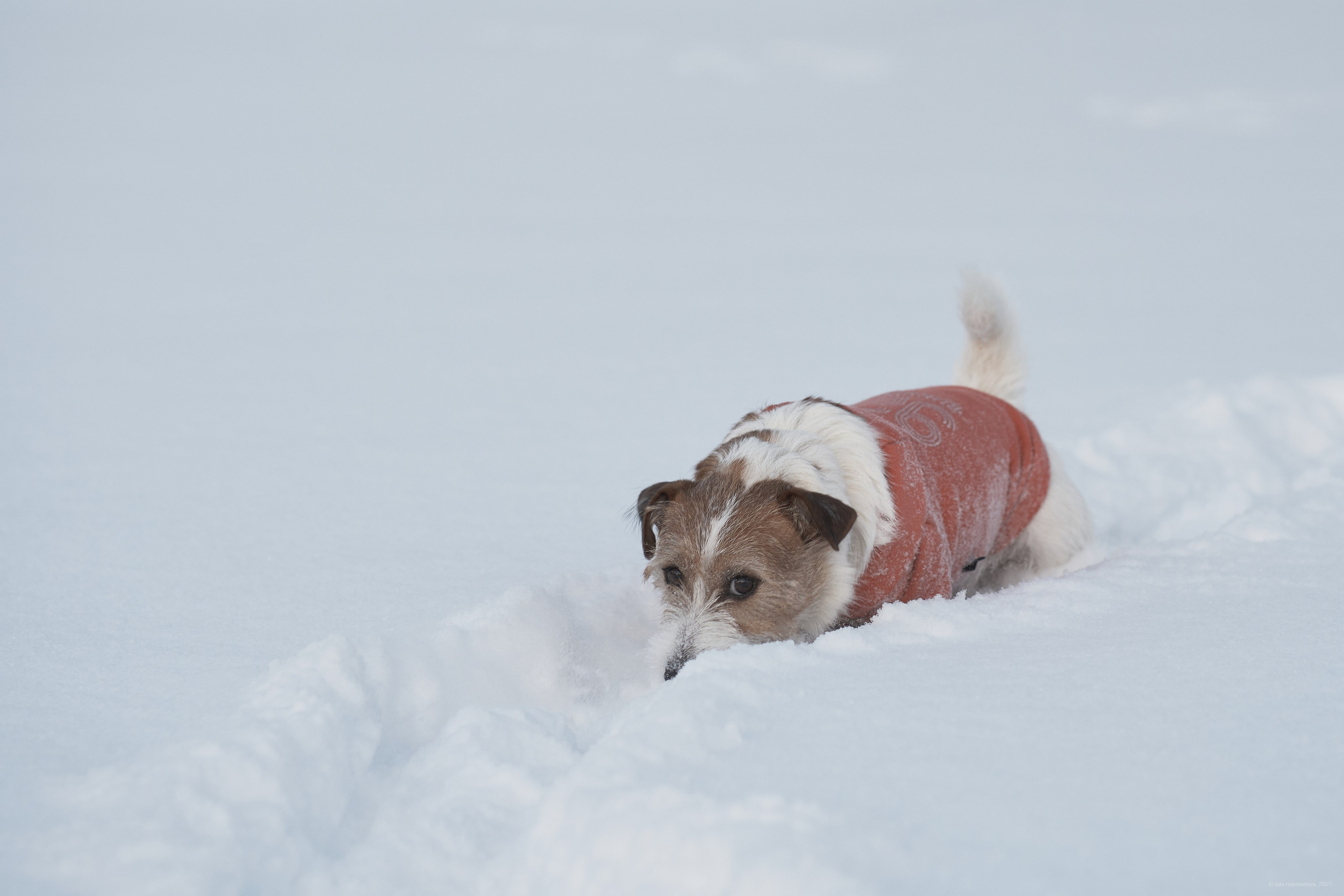 Jack Russell Terrier