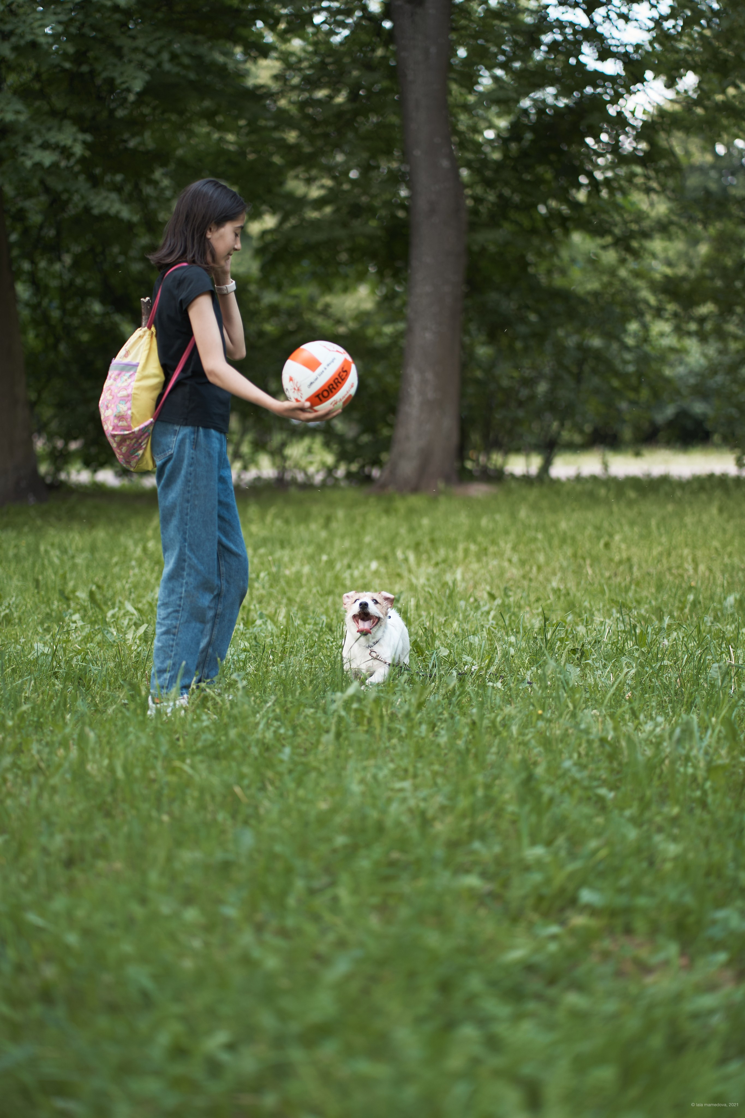 Jack Russell Terrier