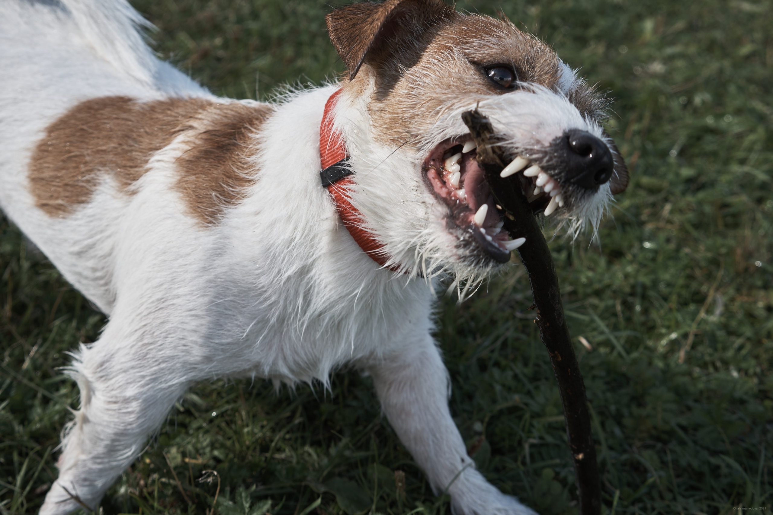 Jack Russell Terrier