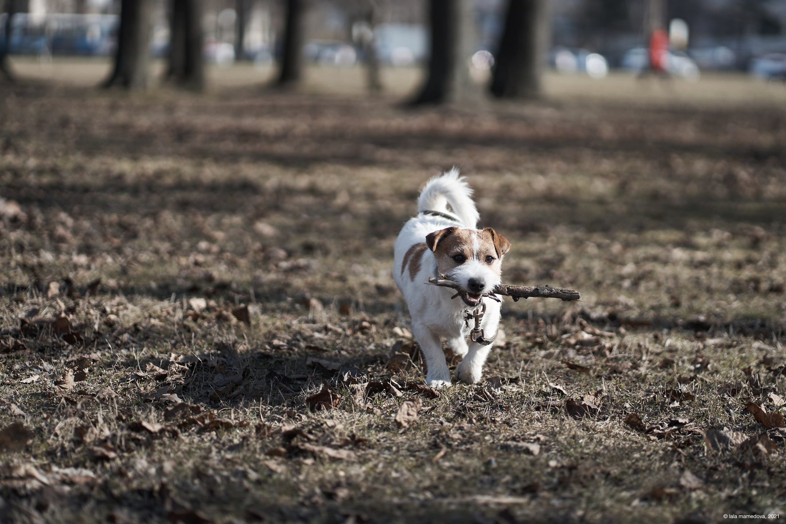 Jack Russell Terrier