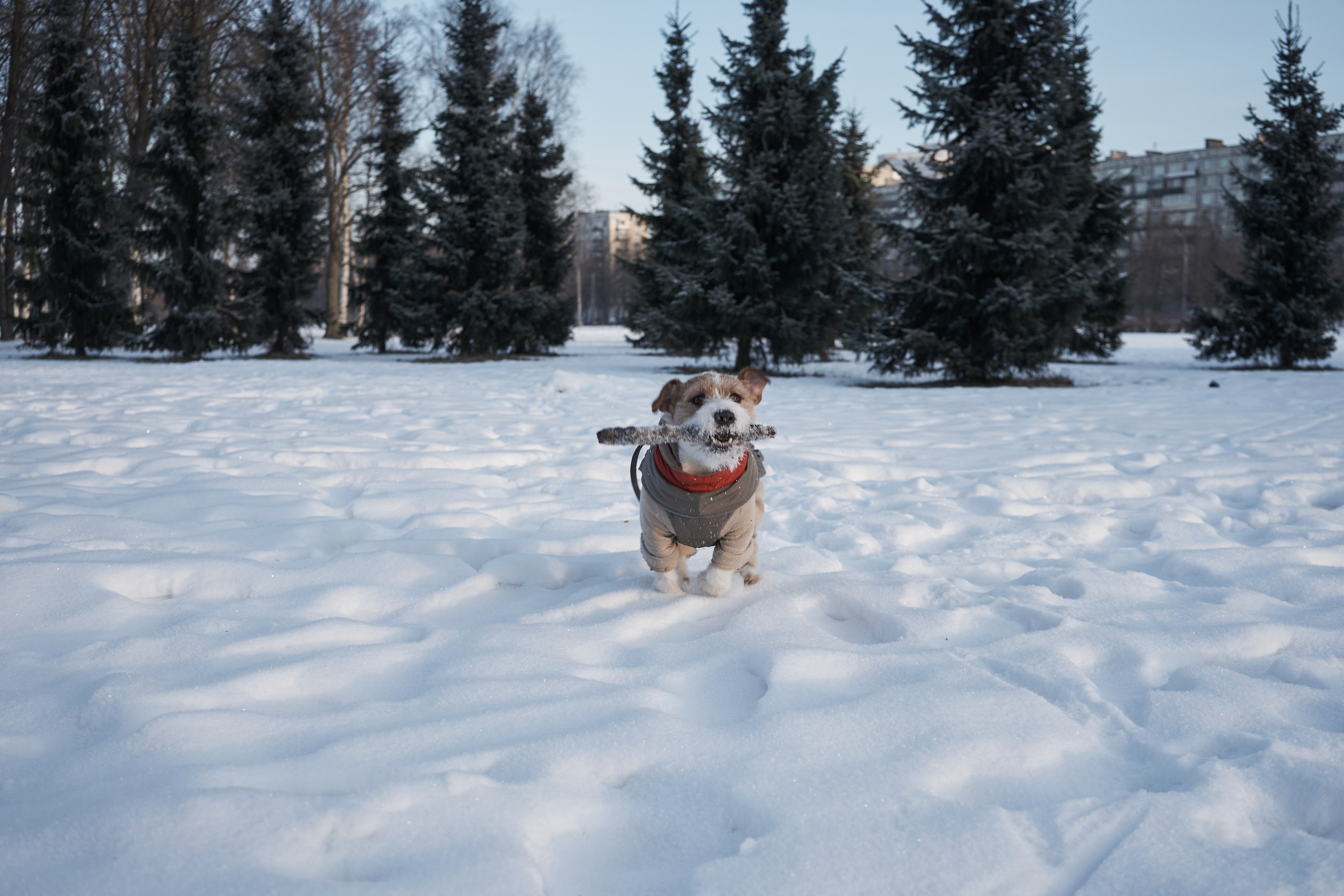 Jack Russell Terrier