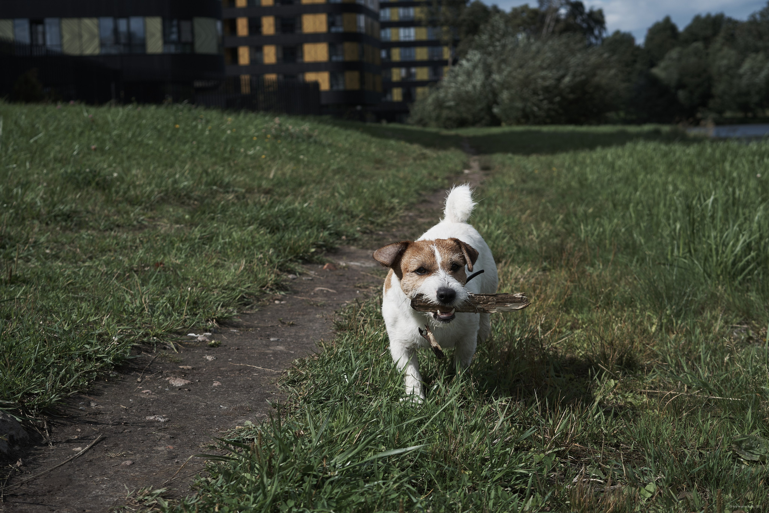 Jack Russell Terrier