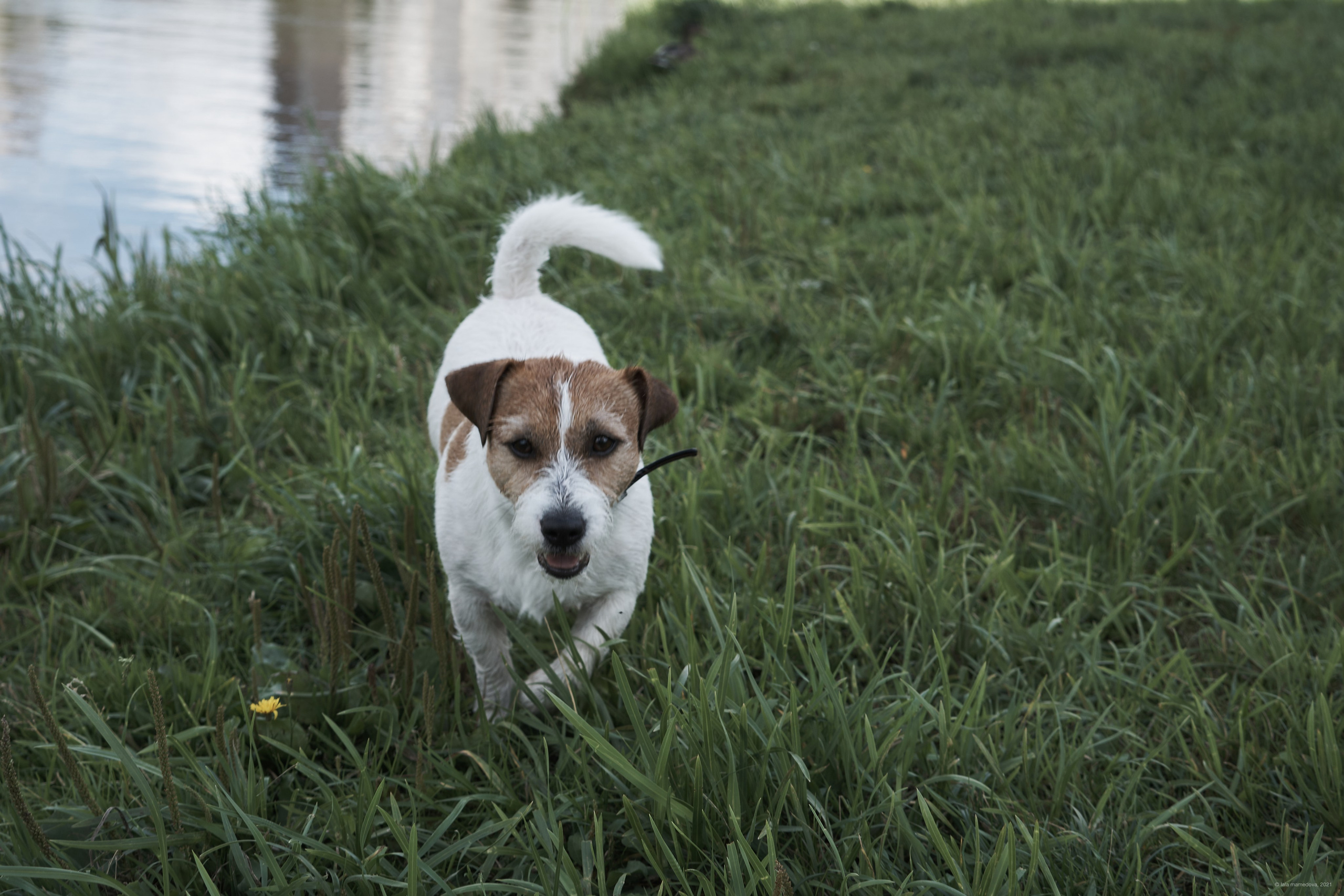 Jack Russell Terrier