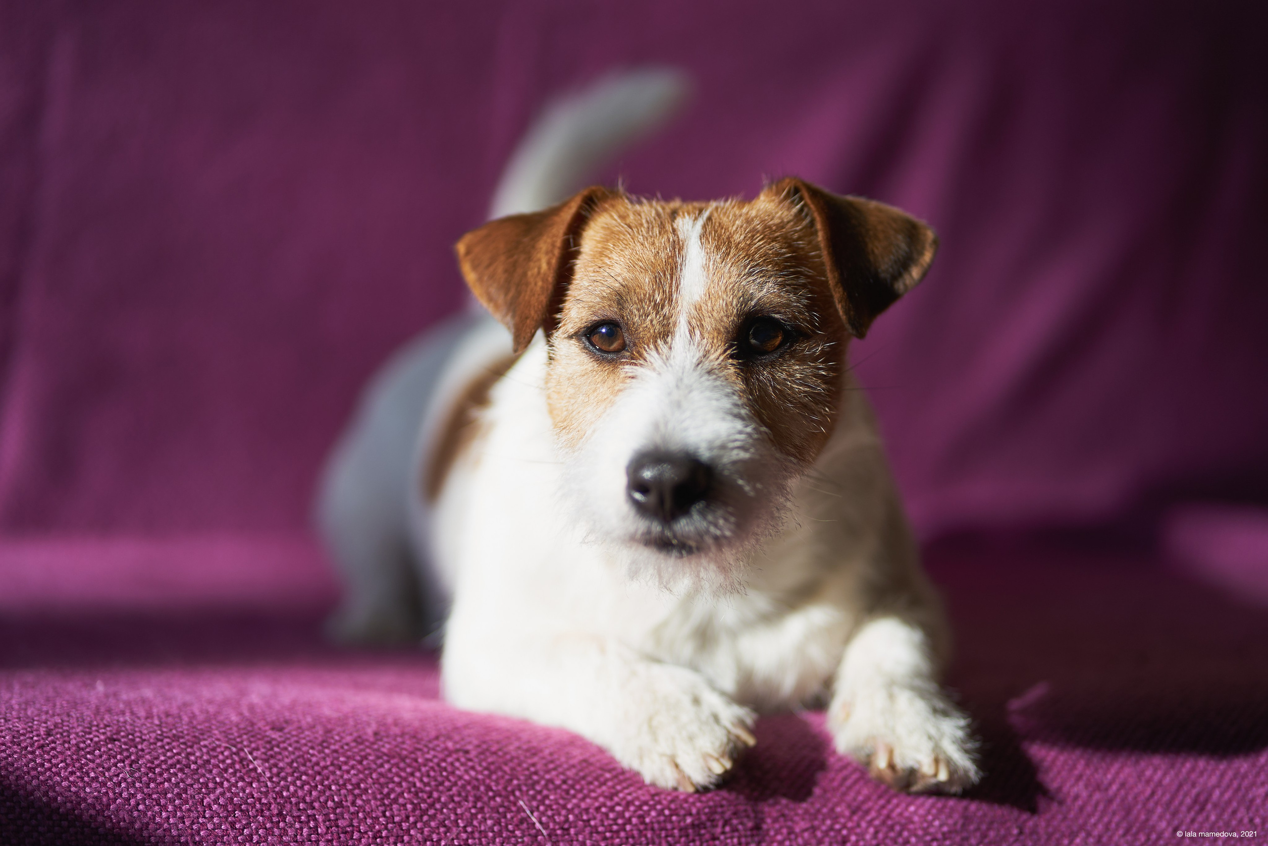 Jack Russell Terrier
