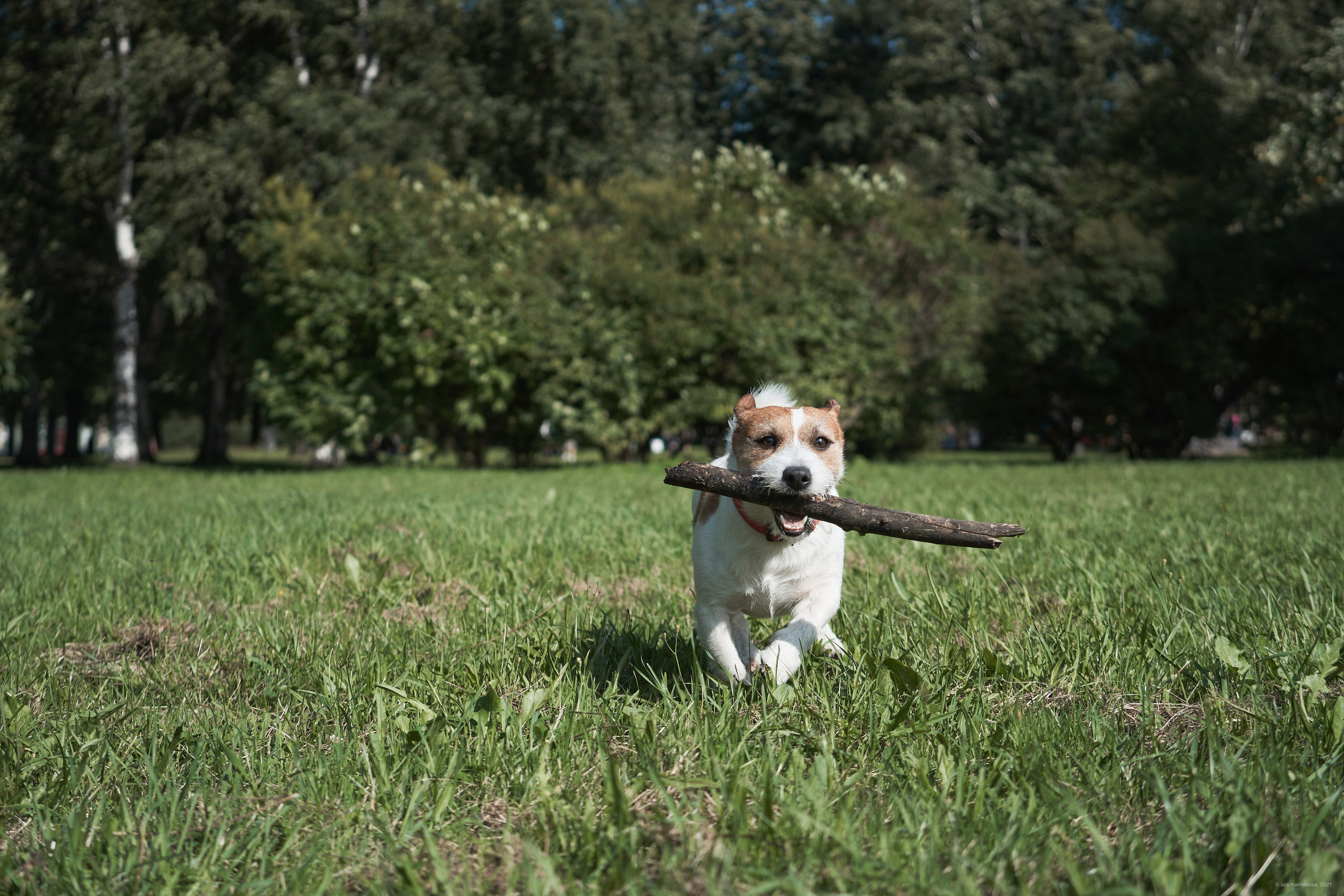 Jack Russell Terrier