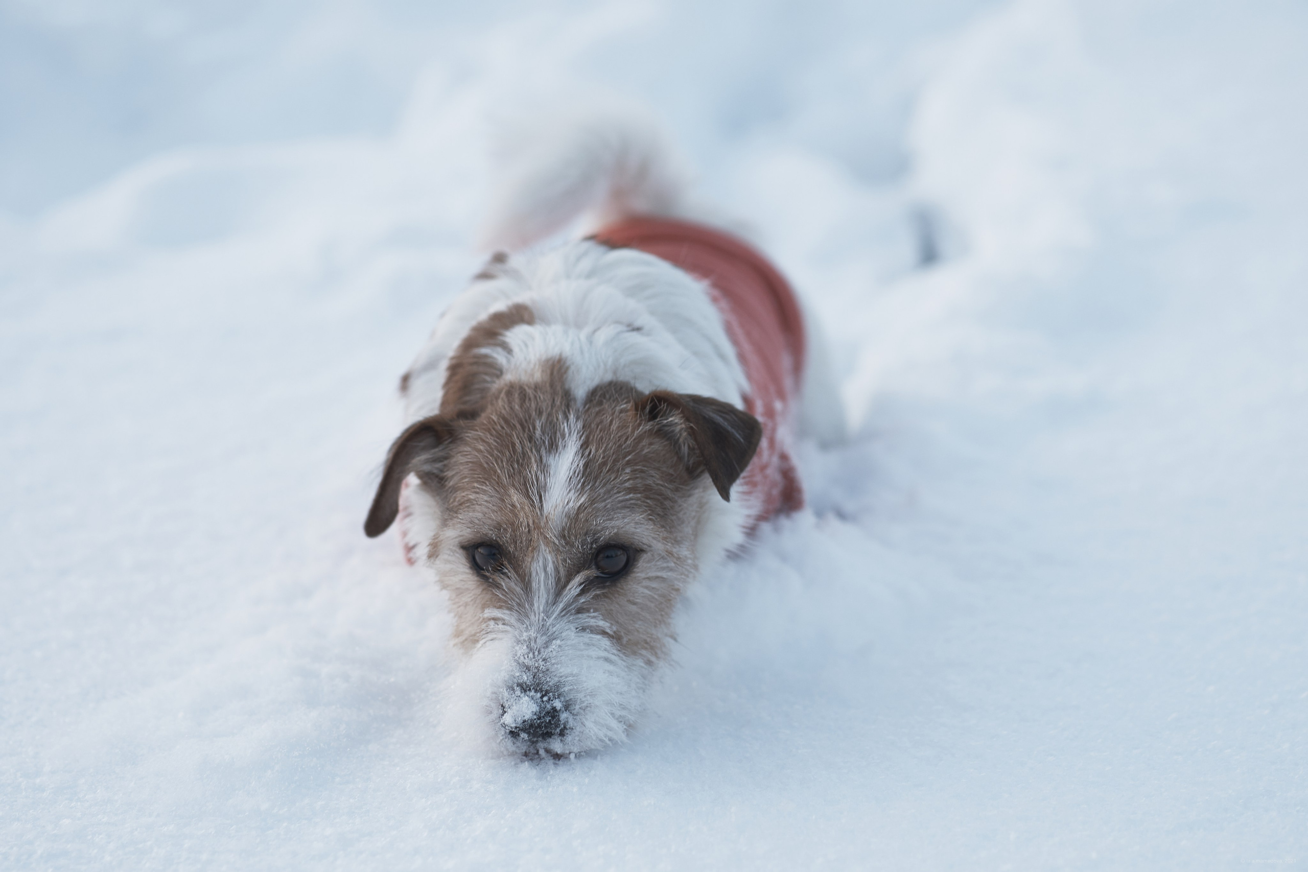 Jack Russell Terrier