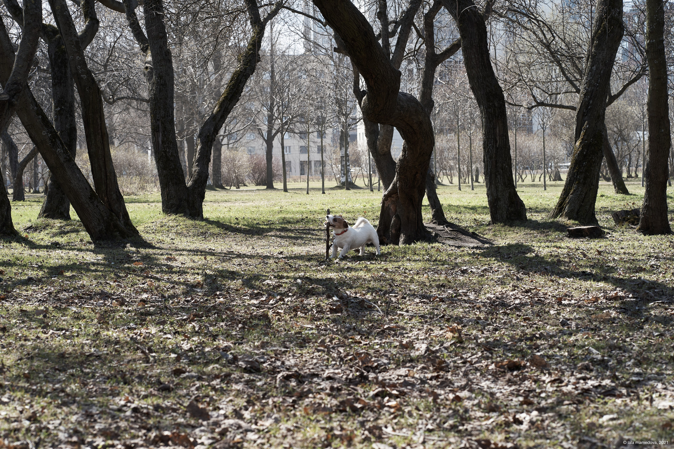 Jack Russell Terrier