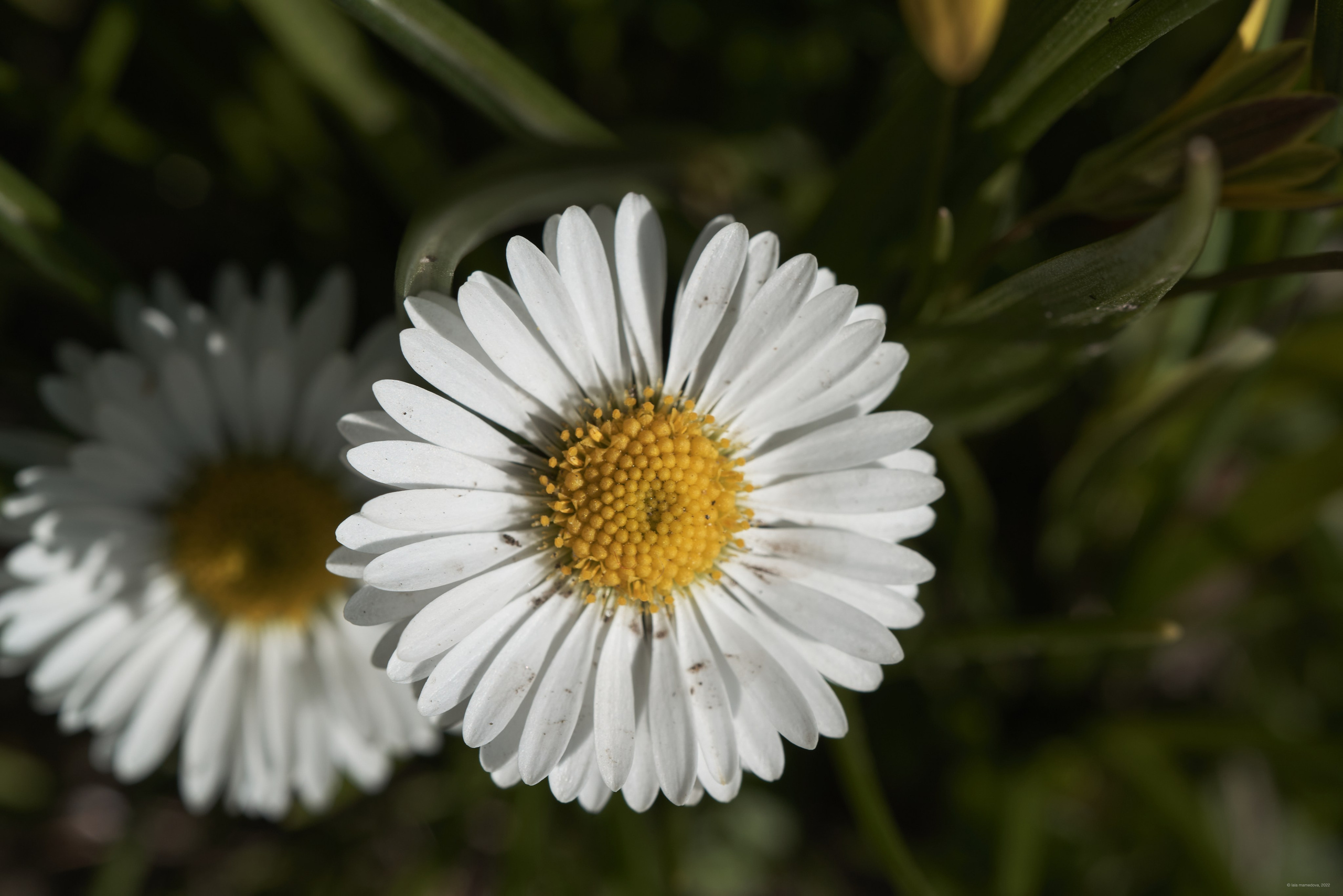 Природа