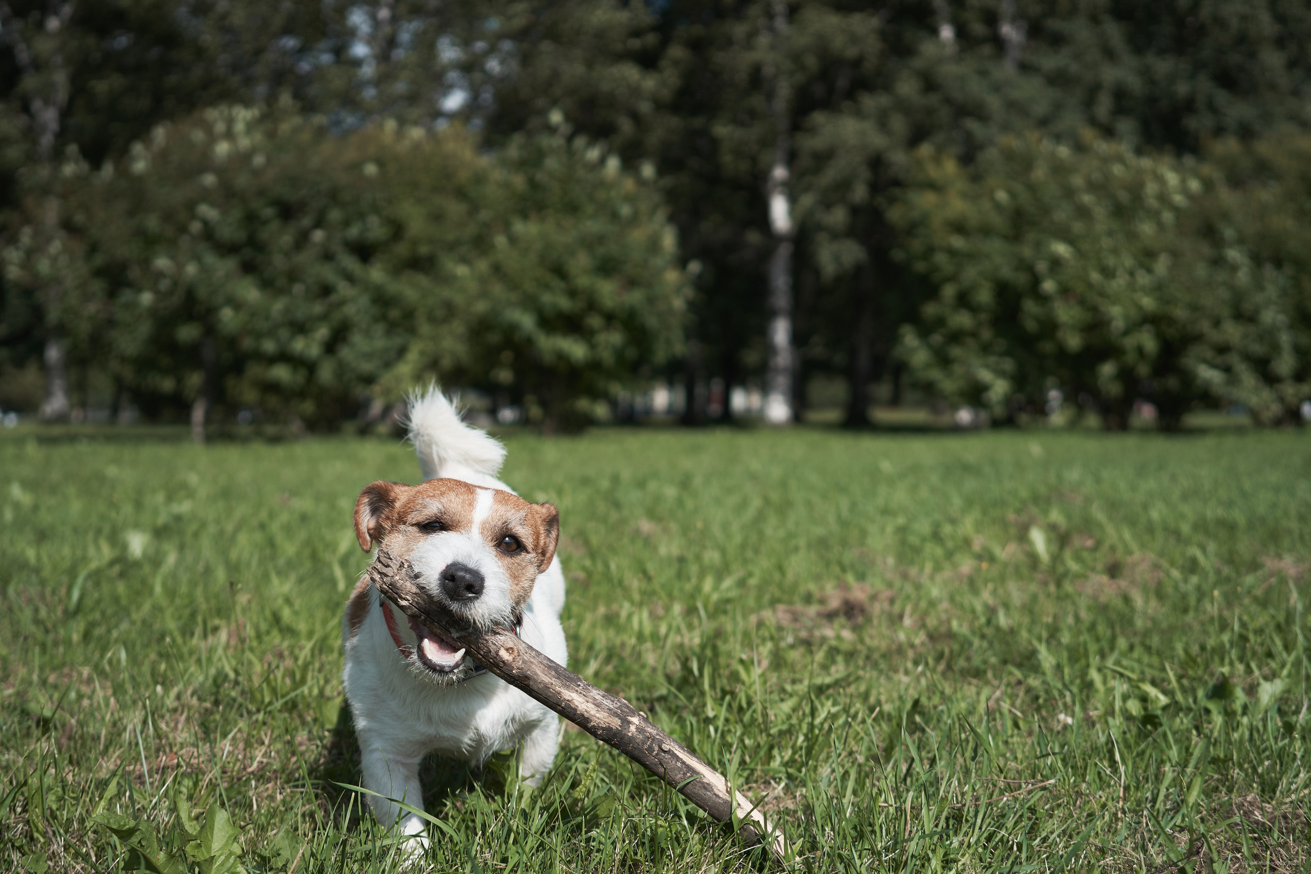Jack Russell Terrier