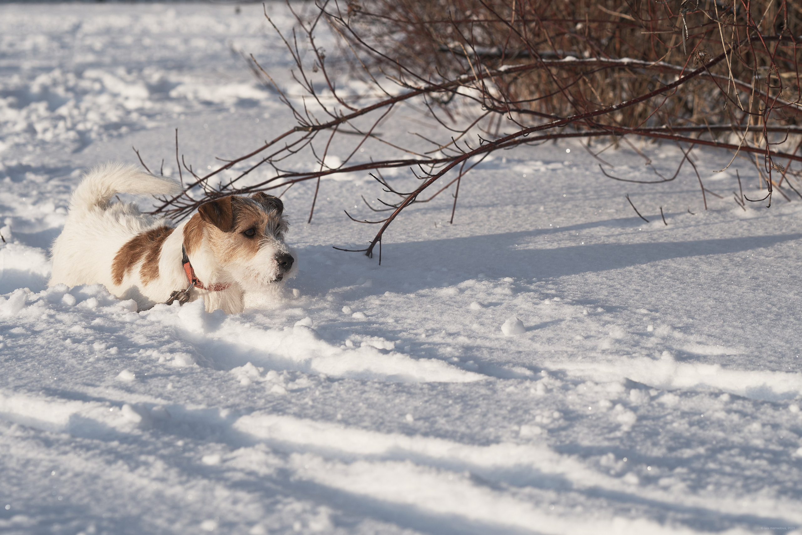 Jack Russell Terrier