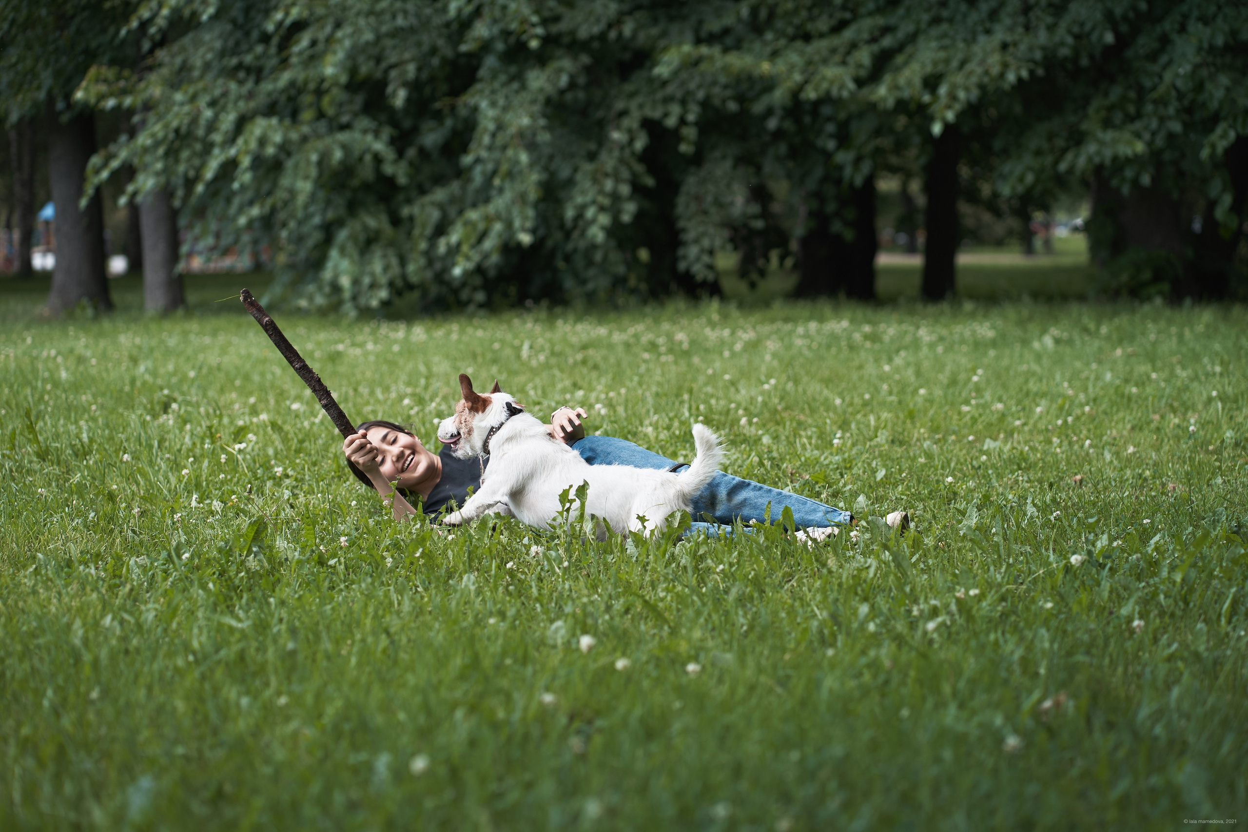 Jack Russell Terrier