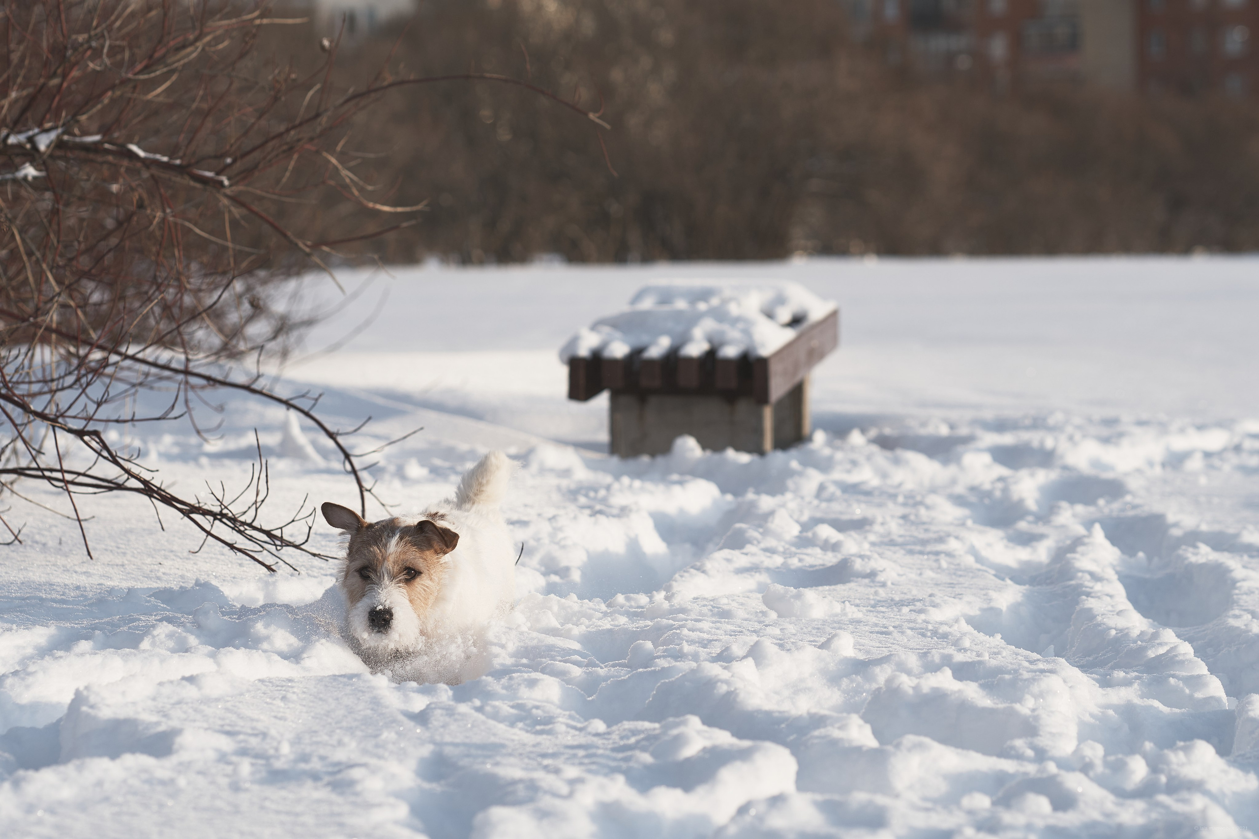 Jack Russell Terrier