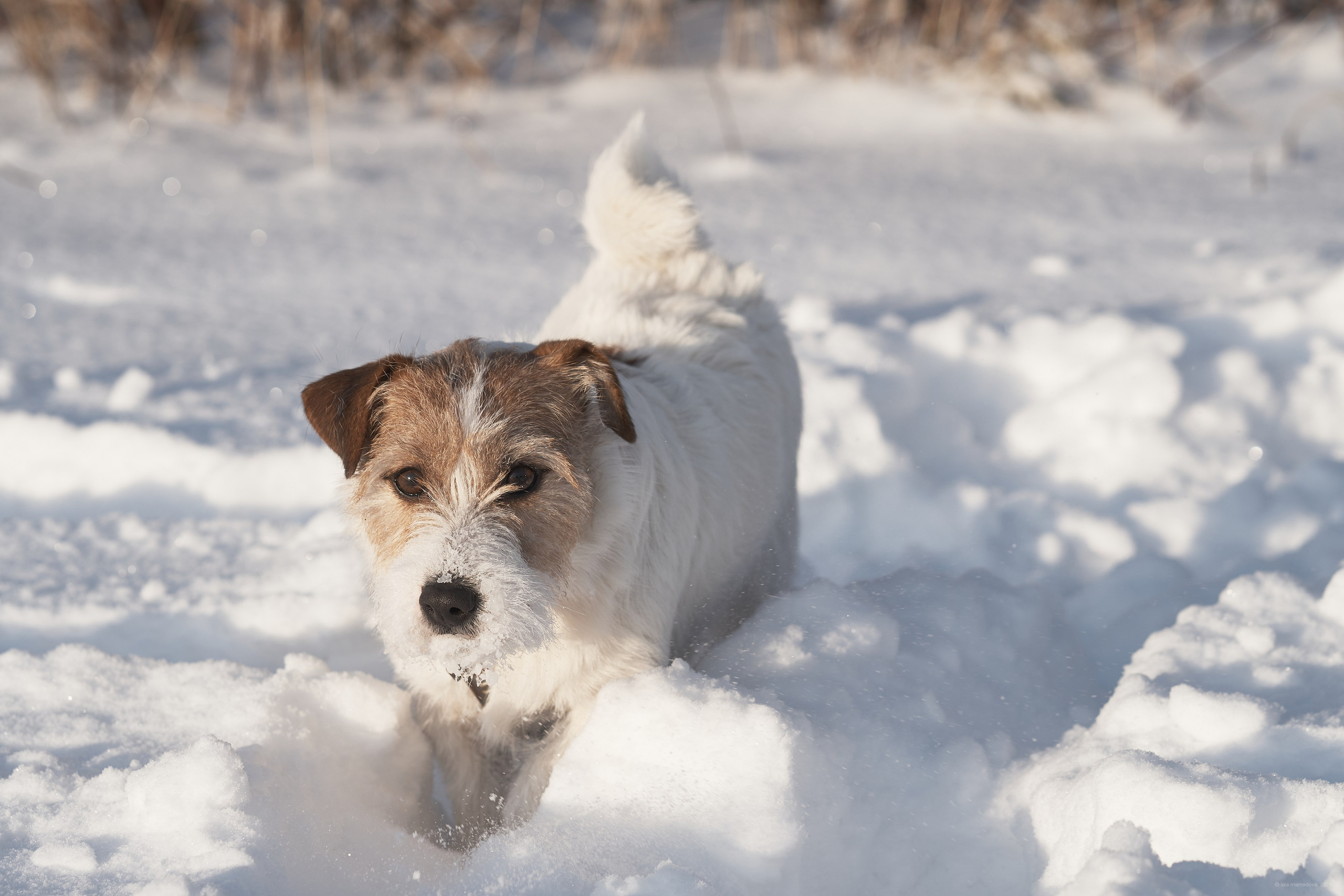 Jack Russell Terrier